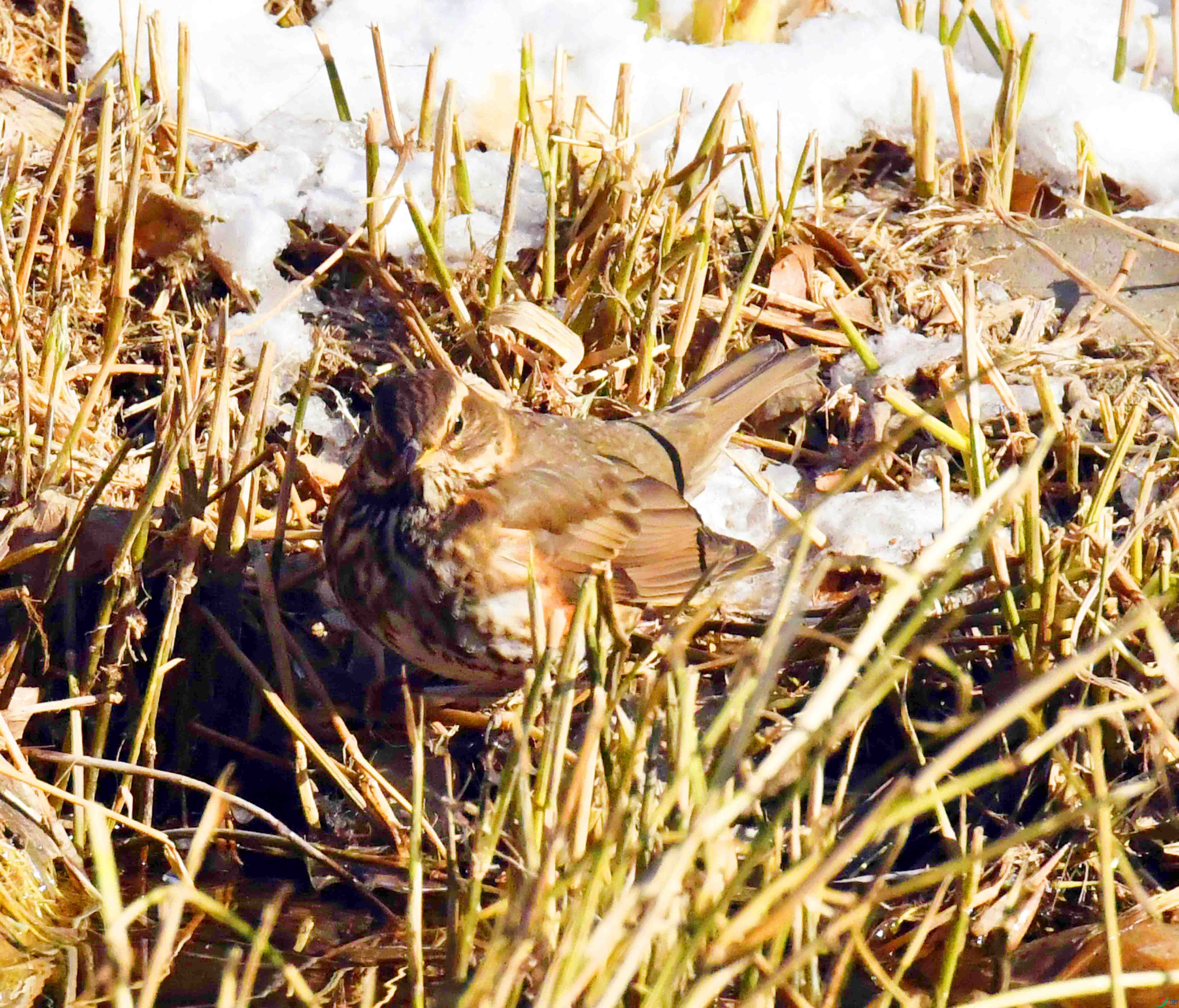 DSC_3020.JPG