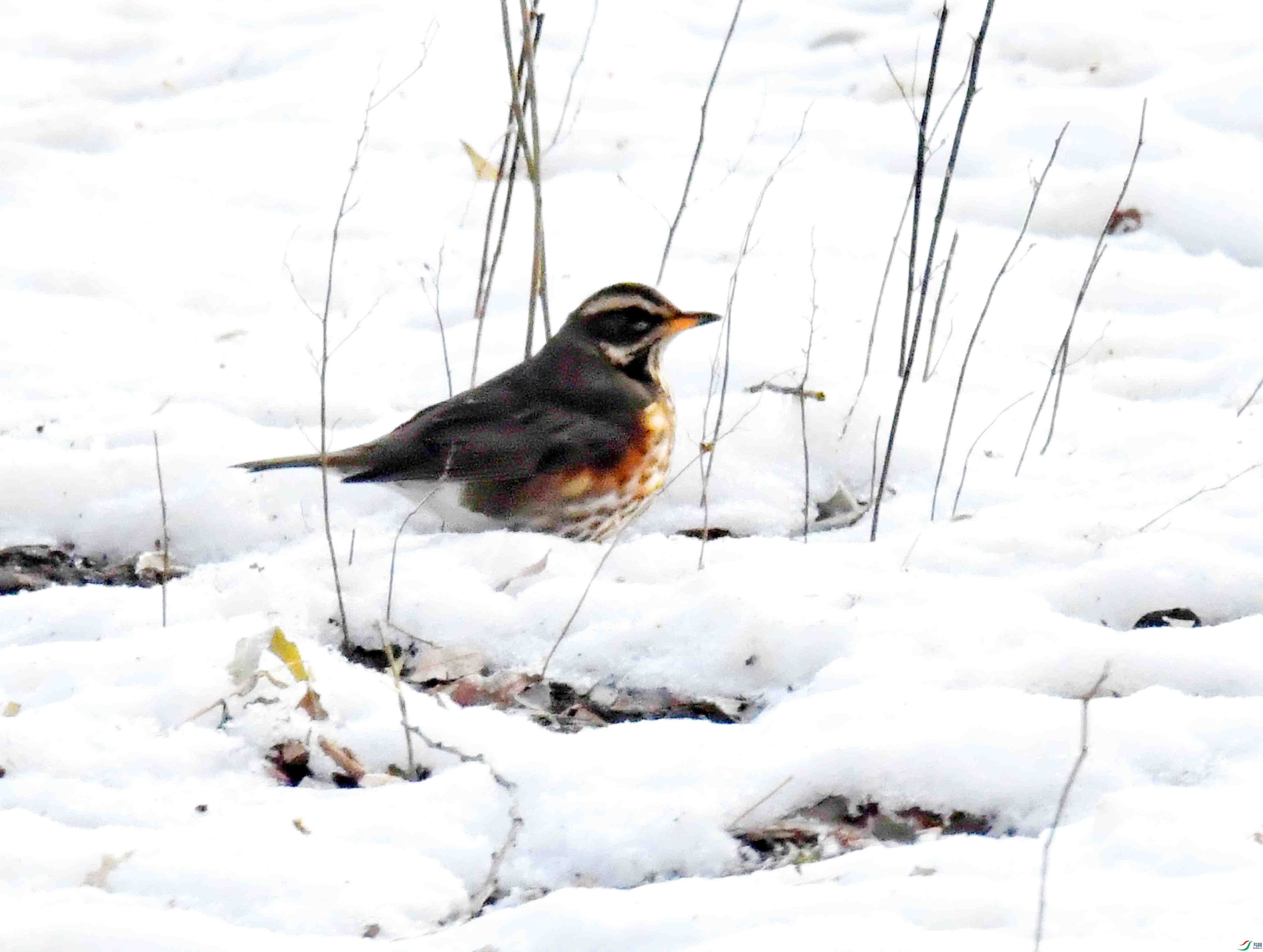 DSC_4406.JPG