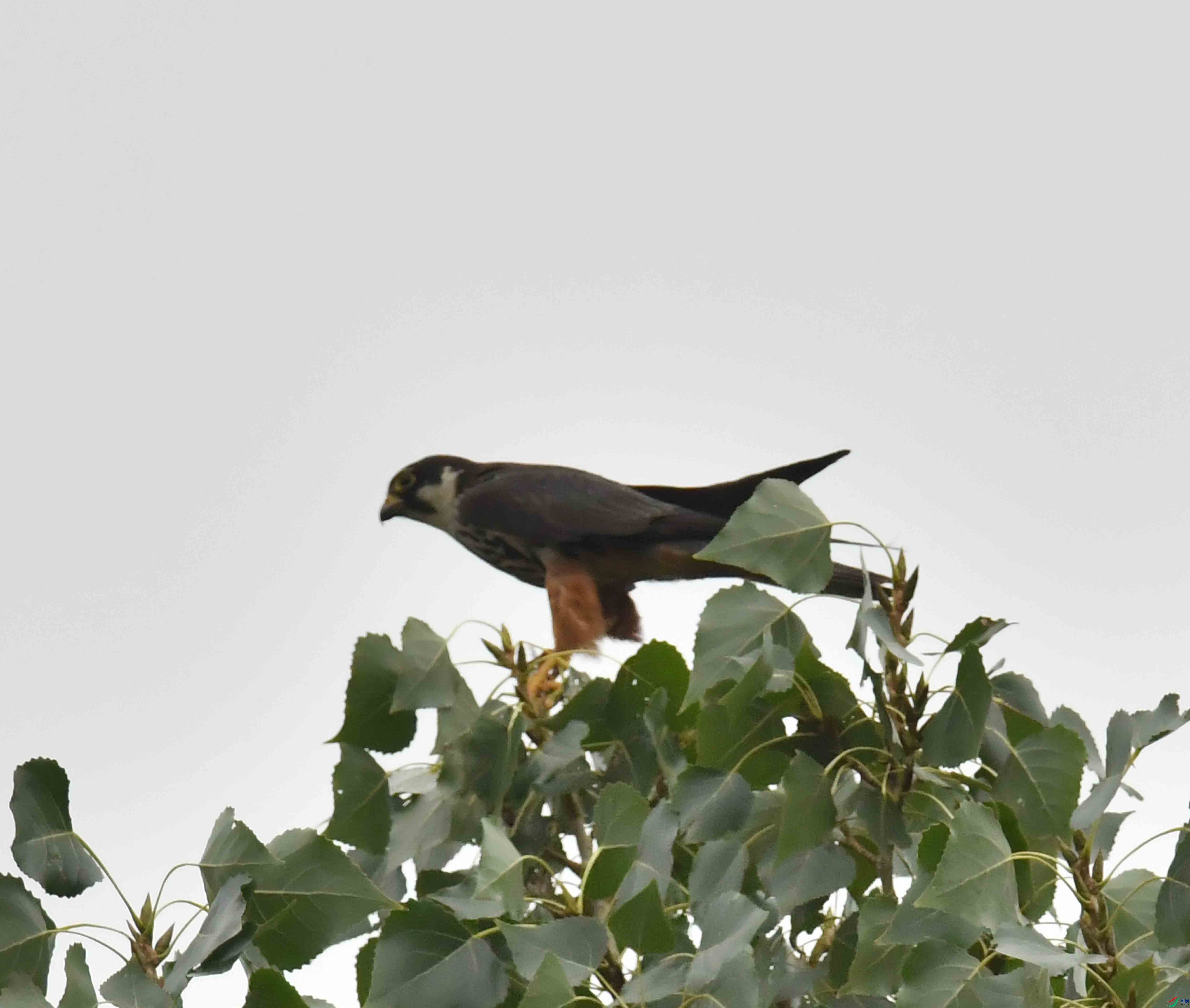 DSC_6464.JPG