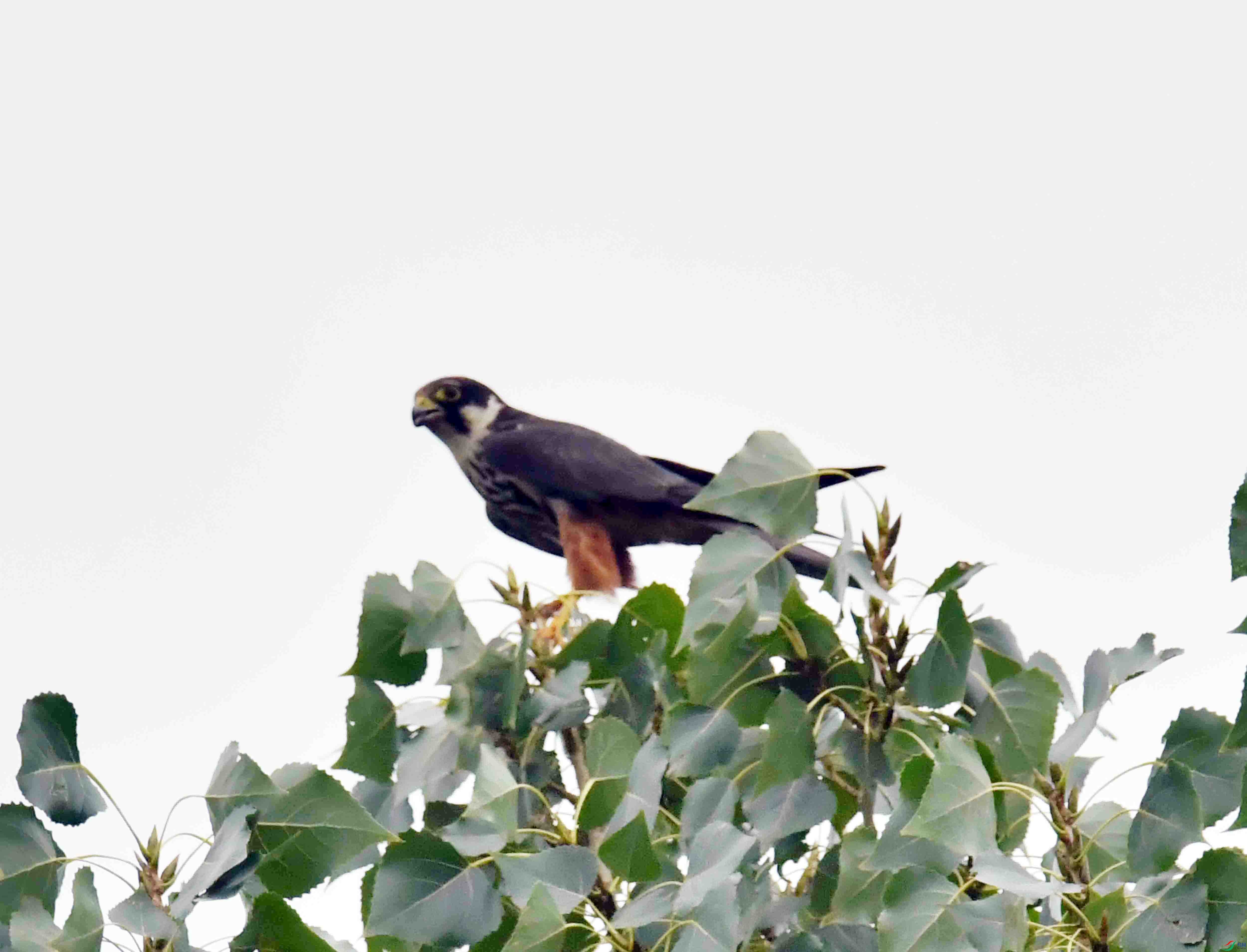 DSC_6470.JPG