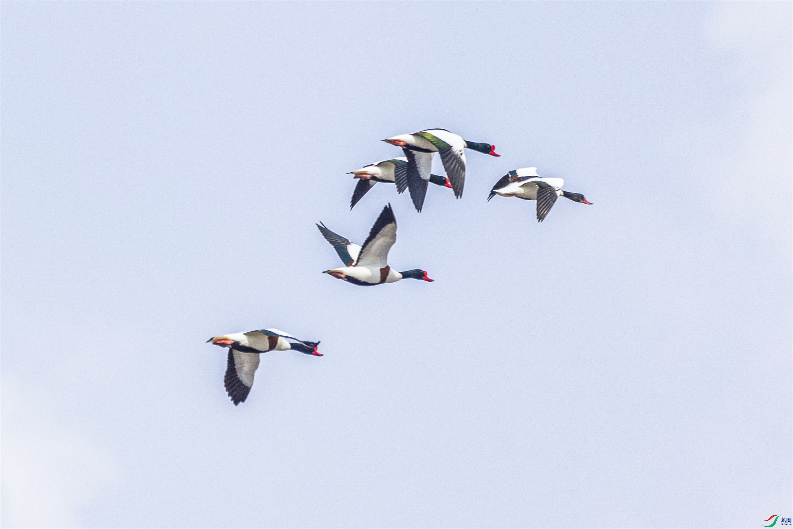 1K3A2132 ����1.jpg