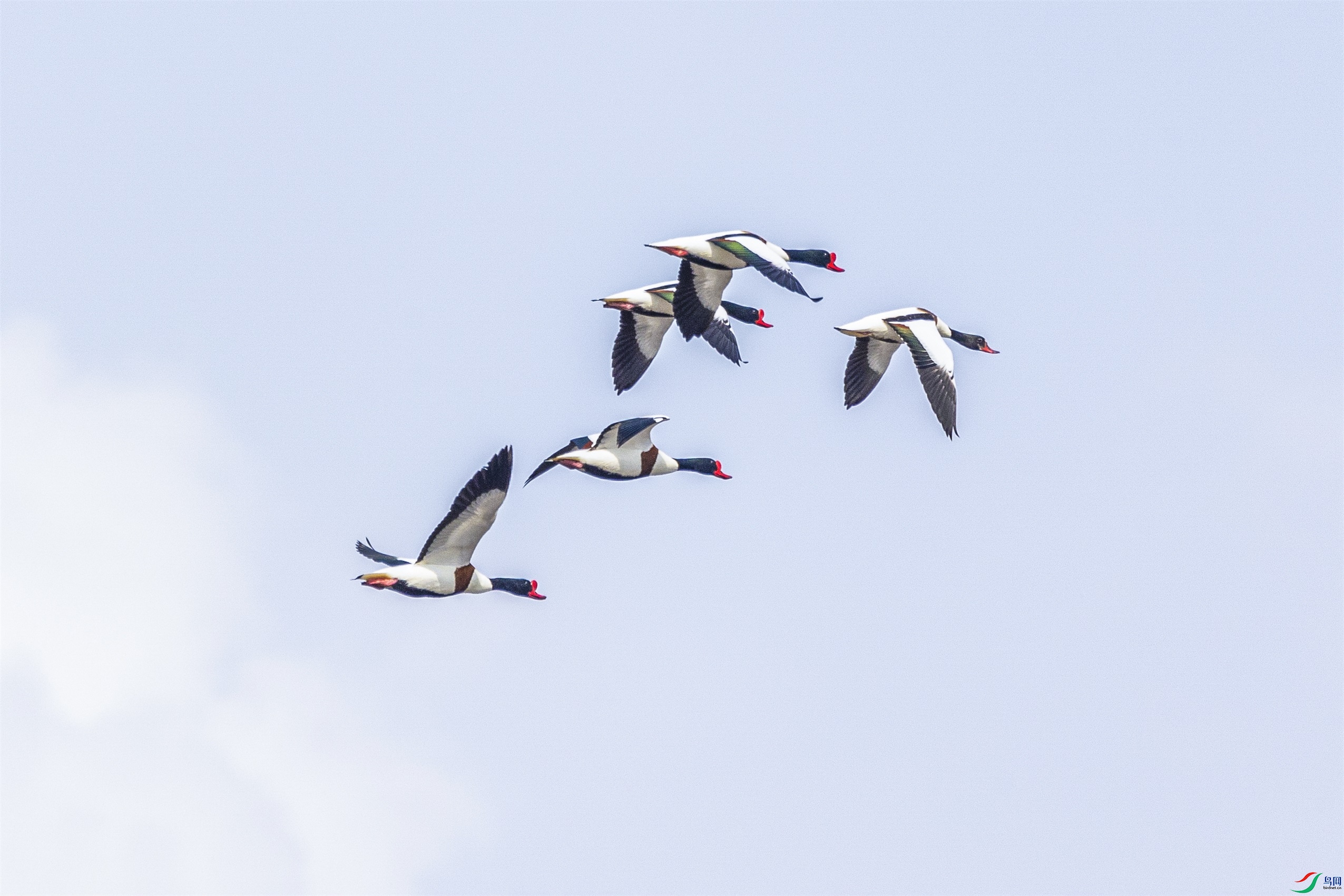 1K3A2131 ����1.jpg