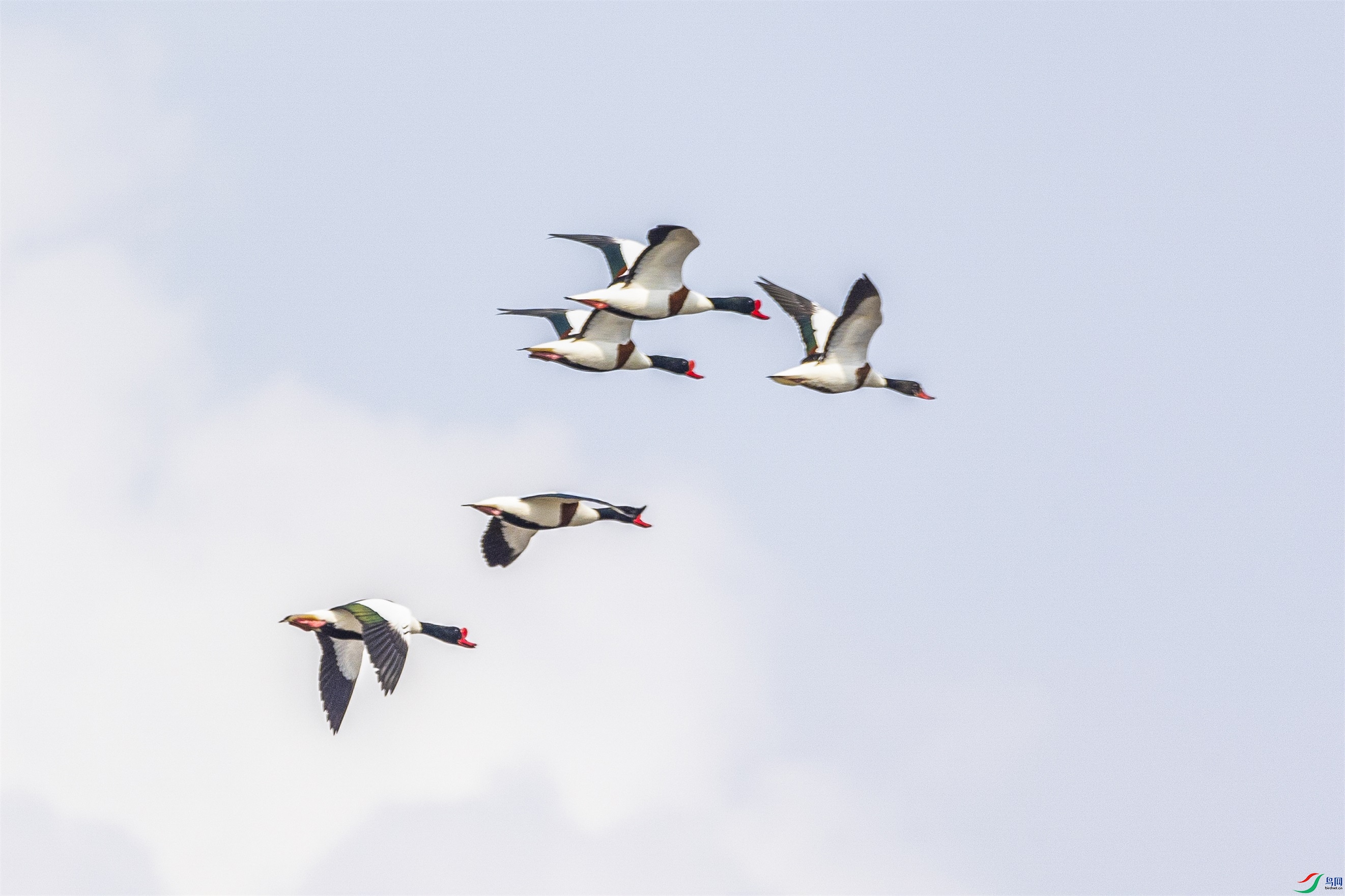 1K3A2129 ����1.jpg