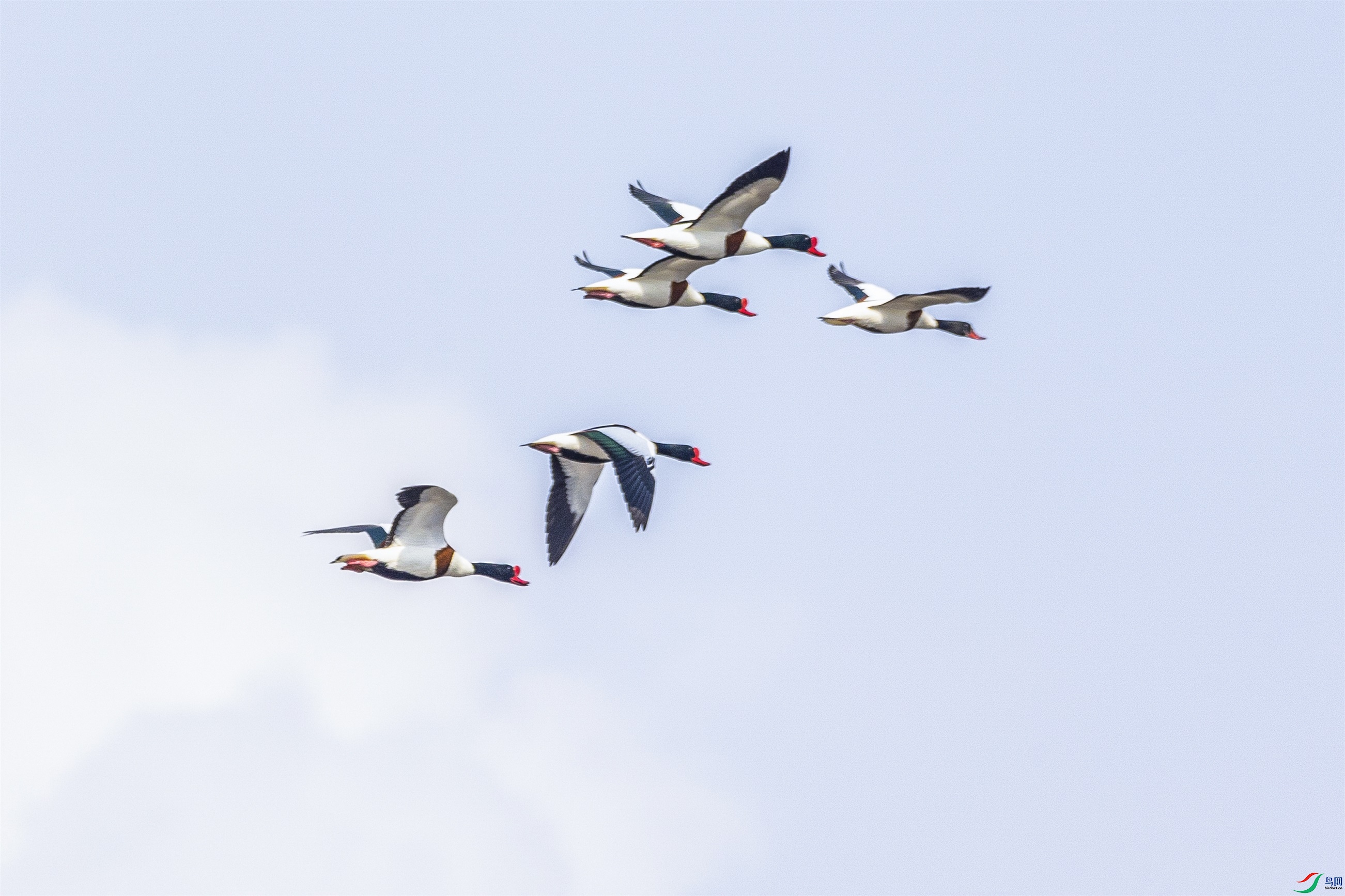 1K3A2130 ����1.jpg