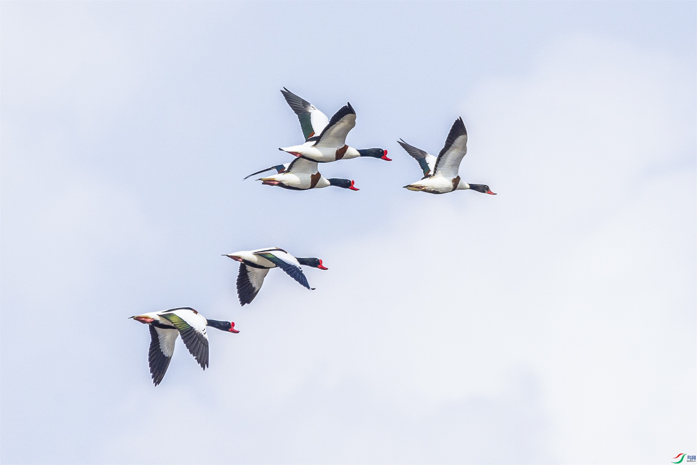 1K3A2125 ����1.jpg