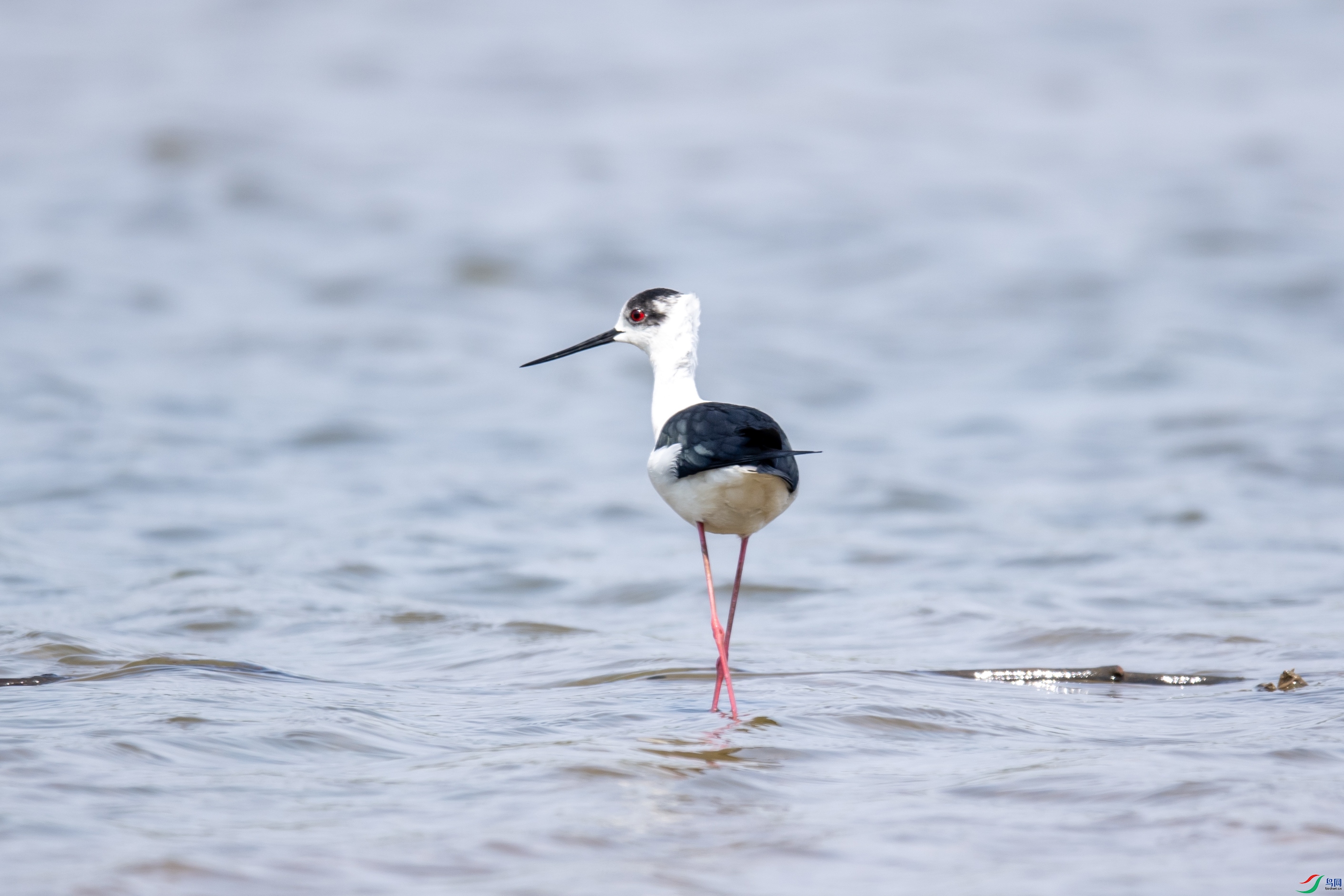 DSC_7146 ����.jpg