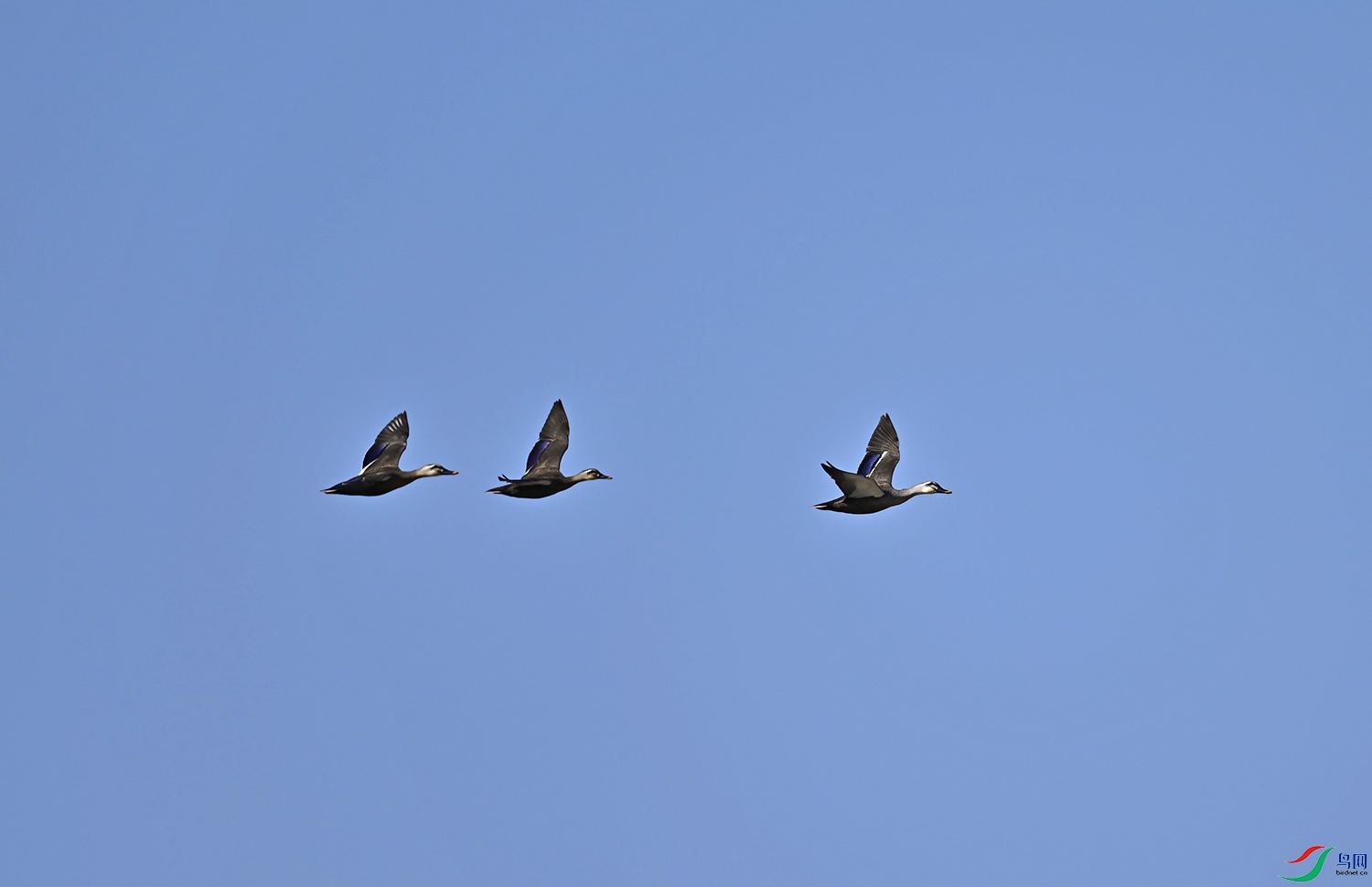 _DSC0178f.jpg