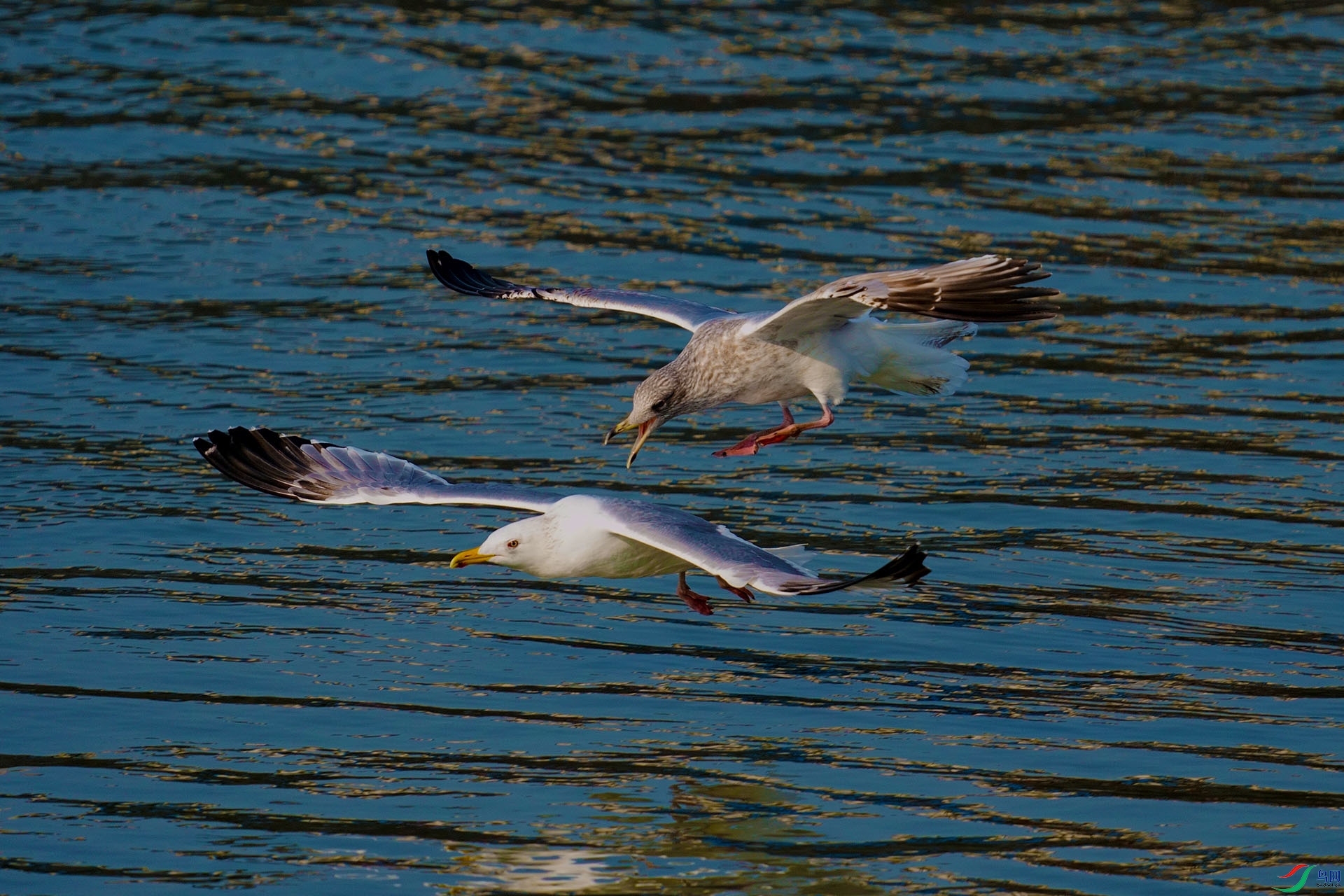 DSC03942-1.jpg