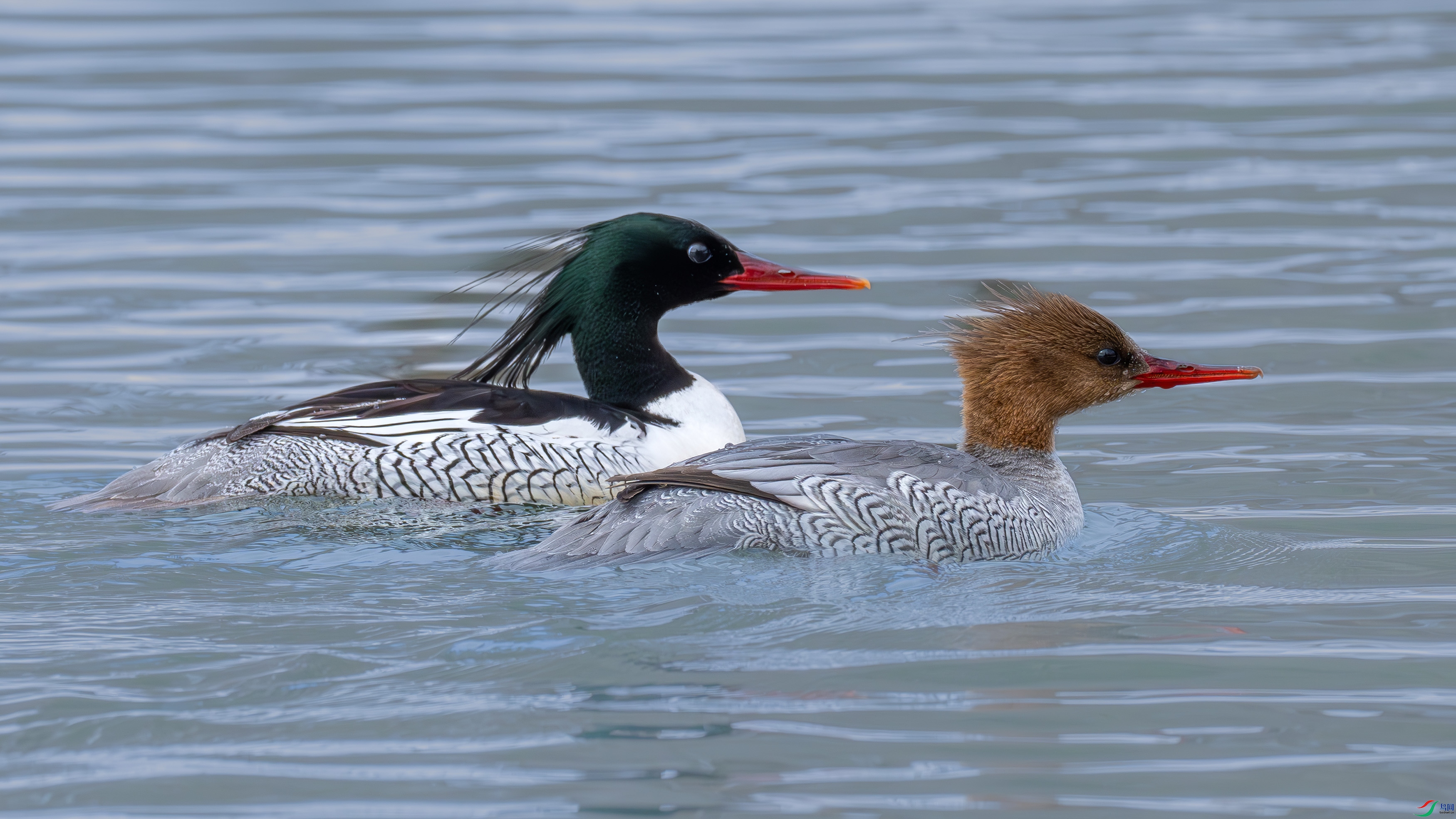 DSC00297 ����.jpg