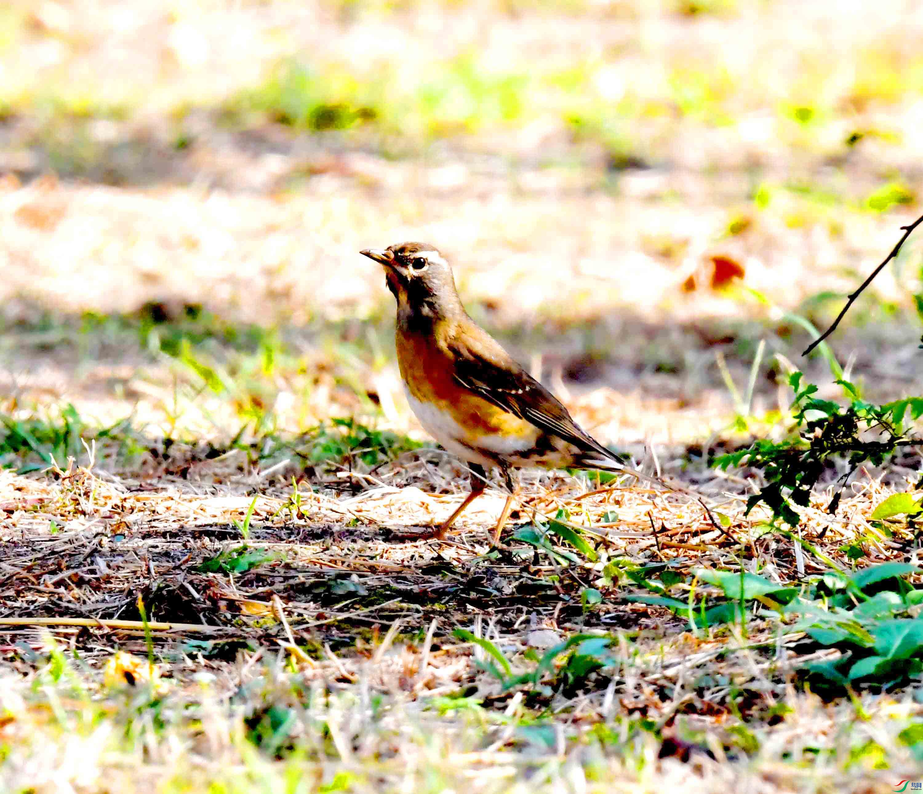 DSC_2028.JPG