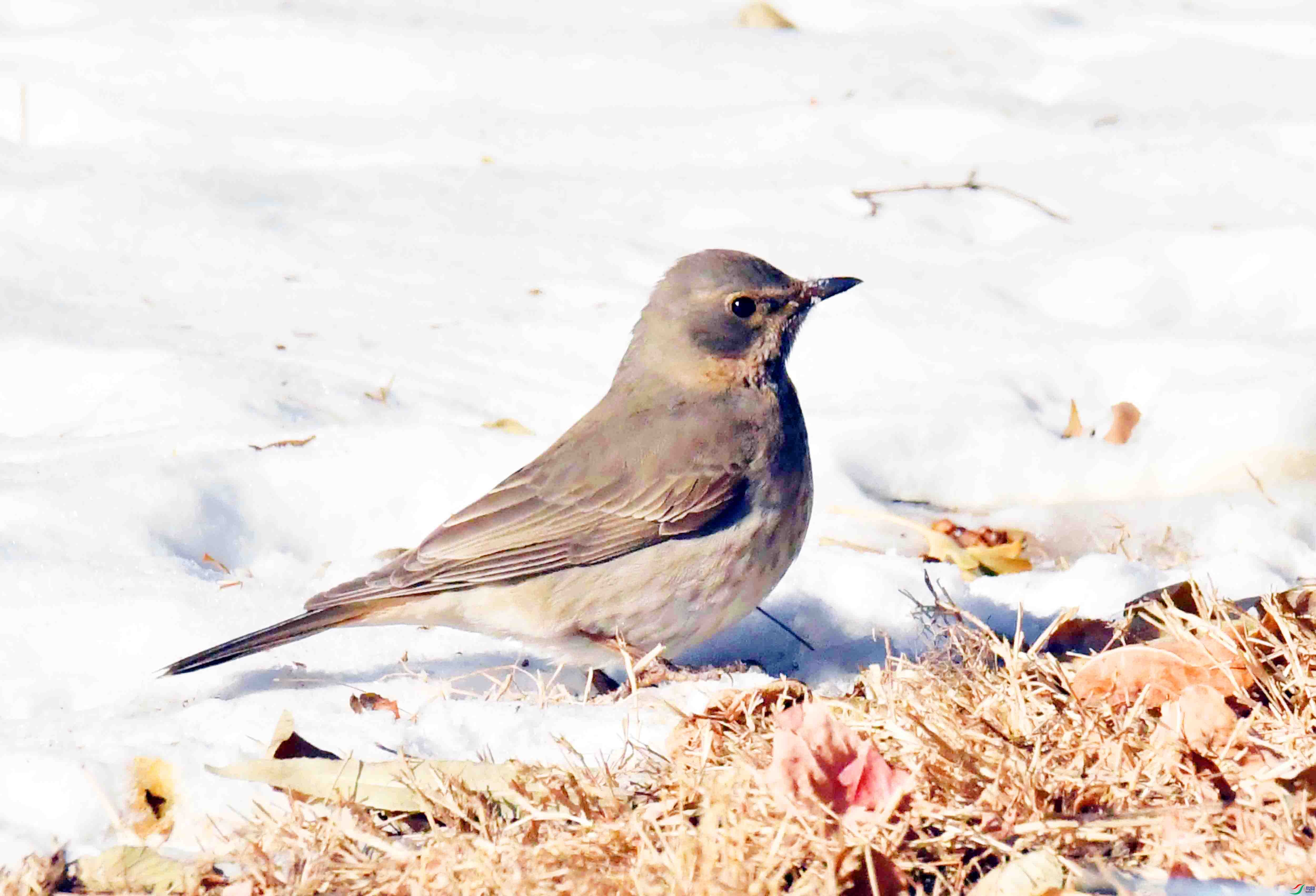 DSC_2153.JPG