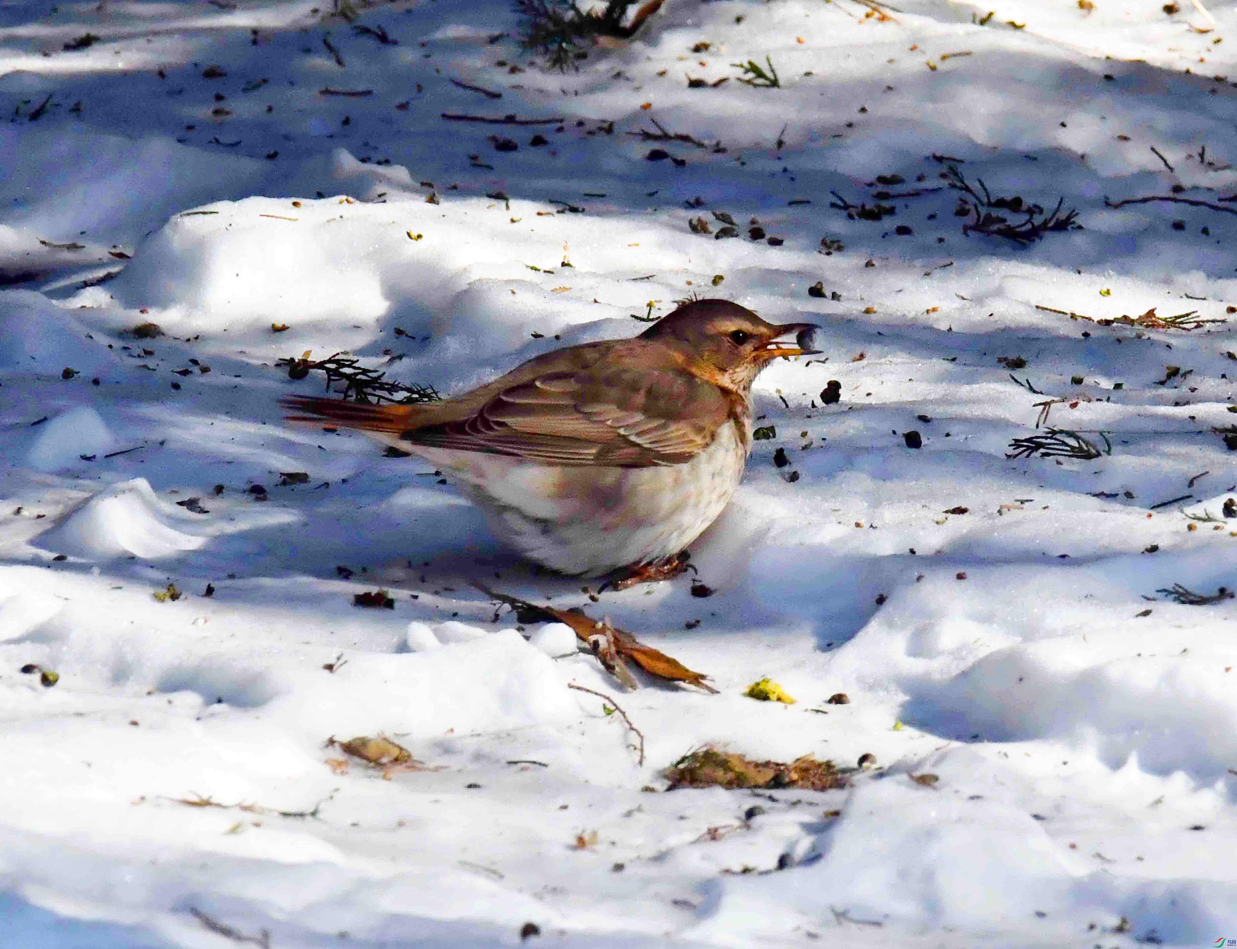 DSC_2738.JPG