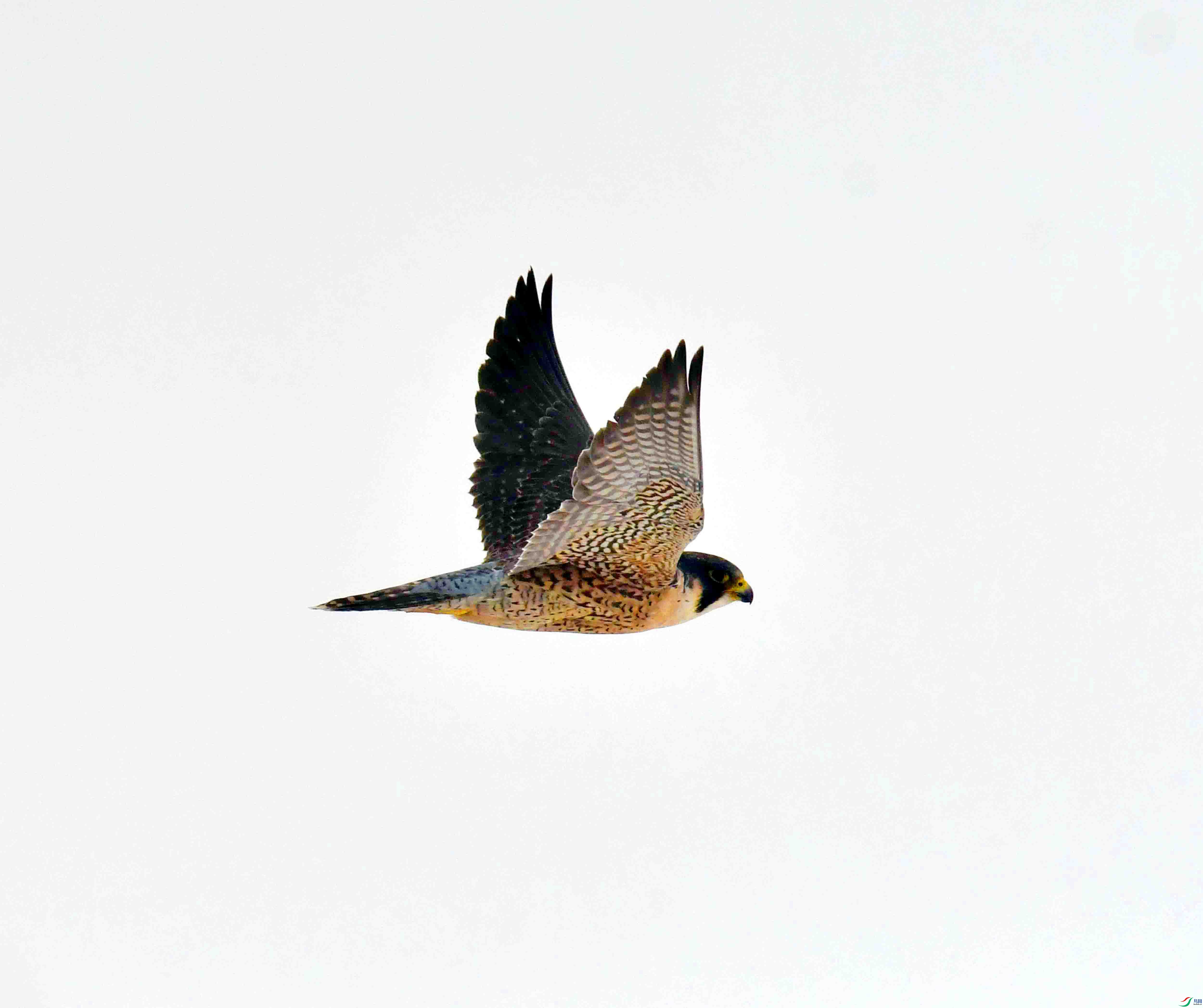 DSC_3833.JPG