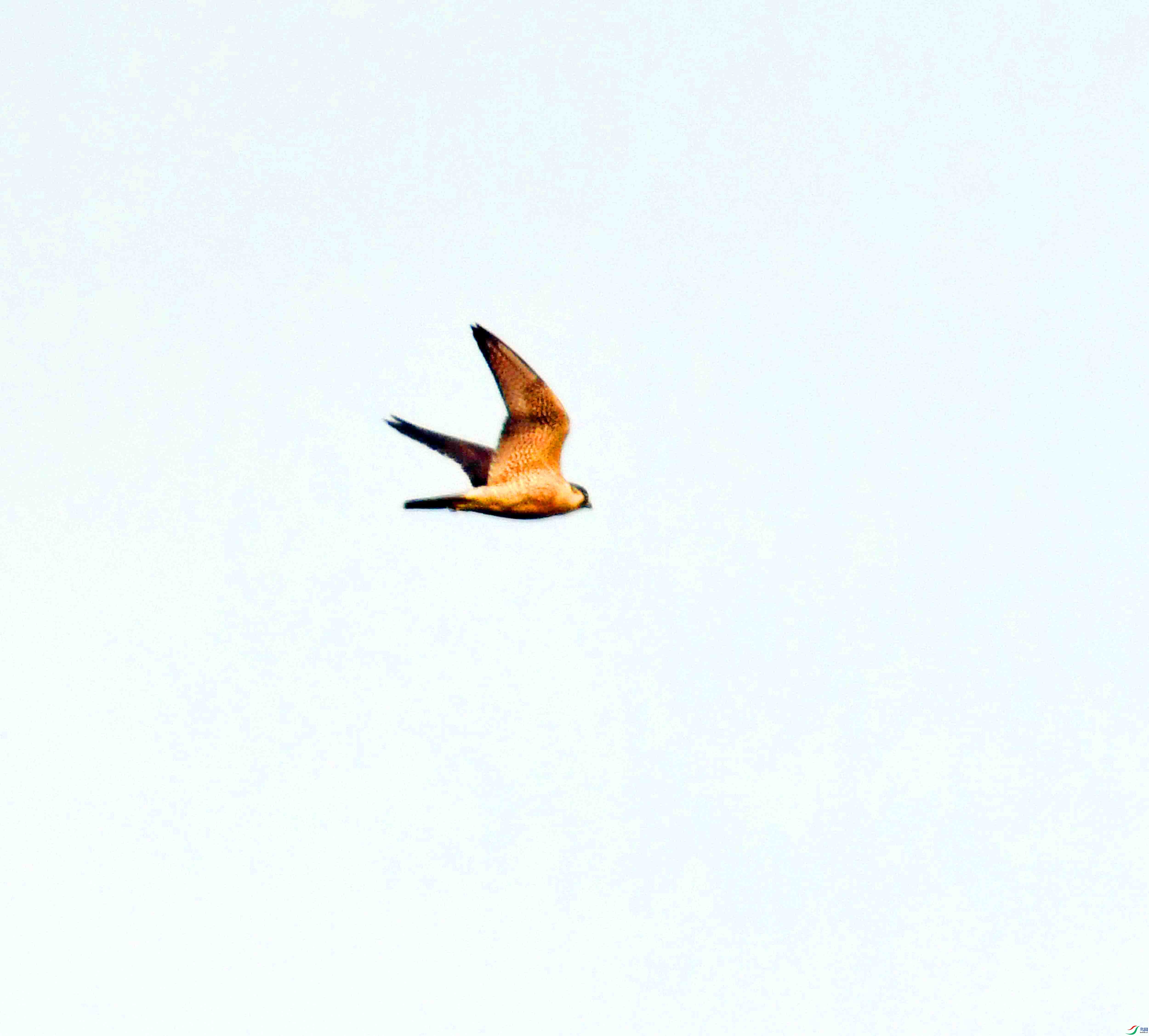 DSC_7492.JPG