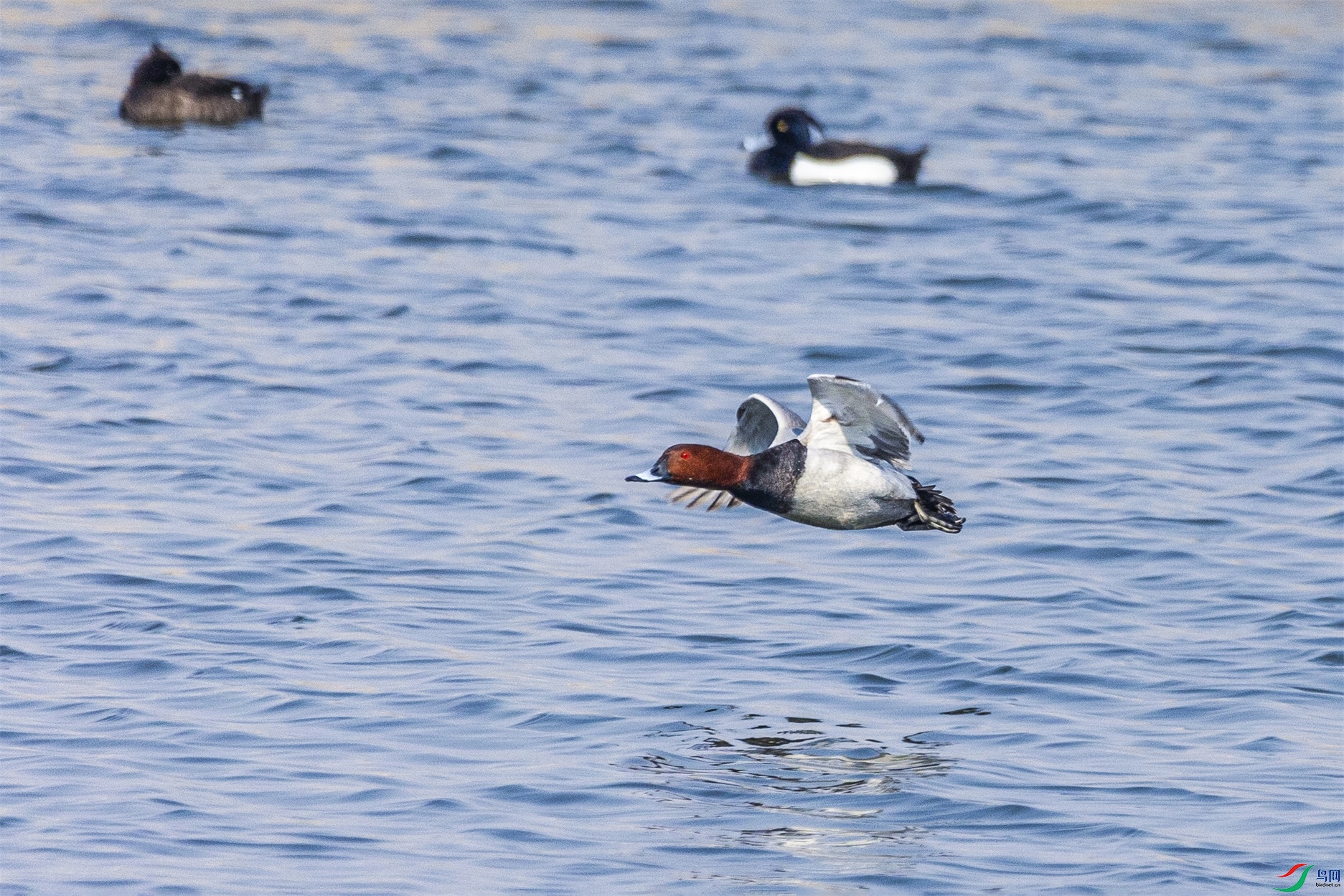 1K3A5423 ����1.jpg