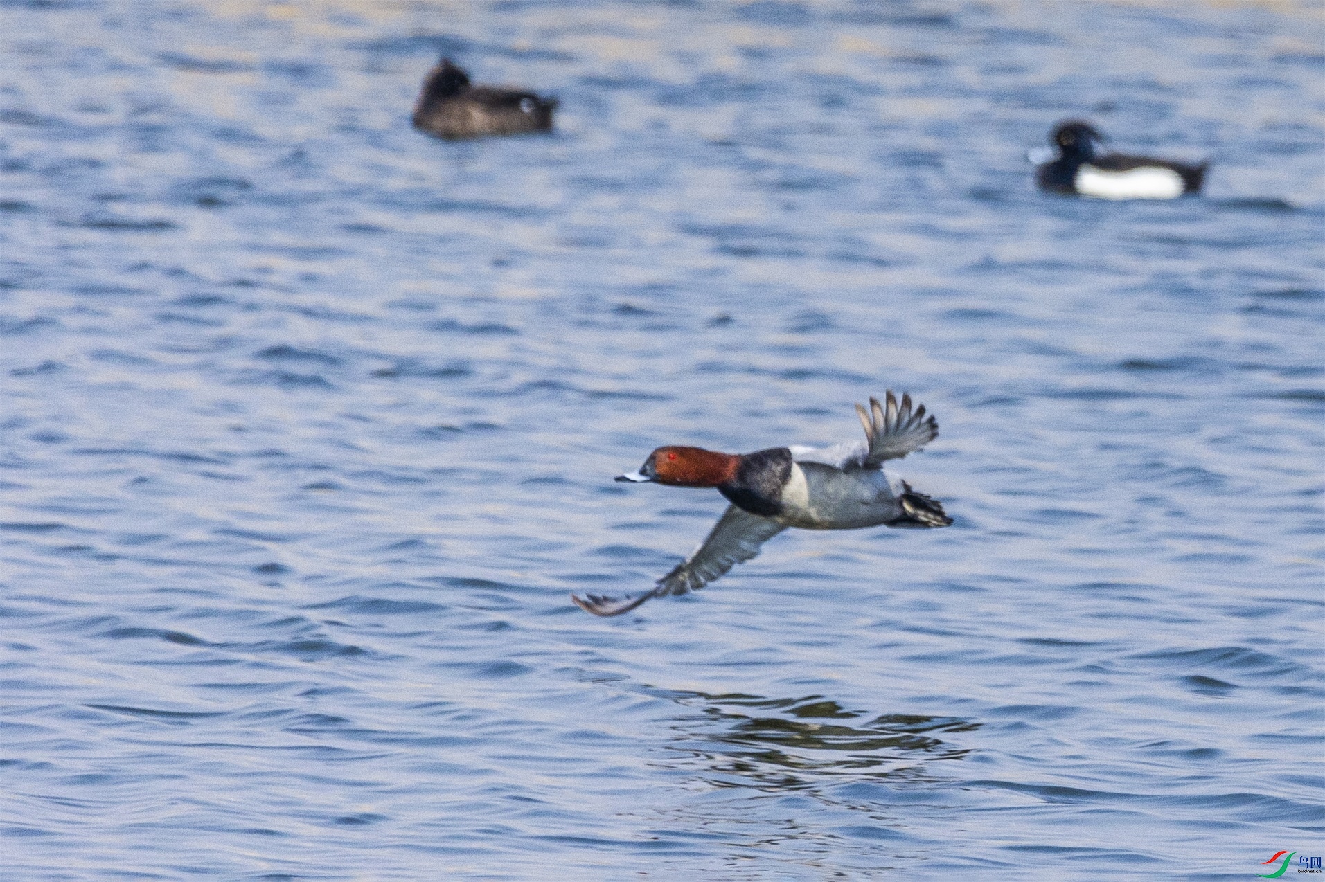 1K3A5424 ����1.jpg