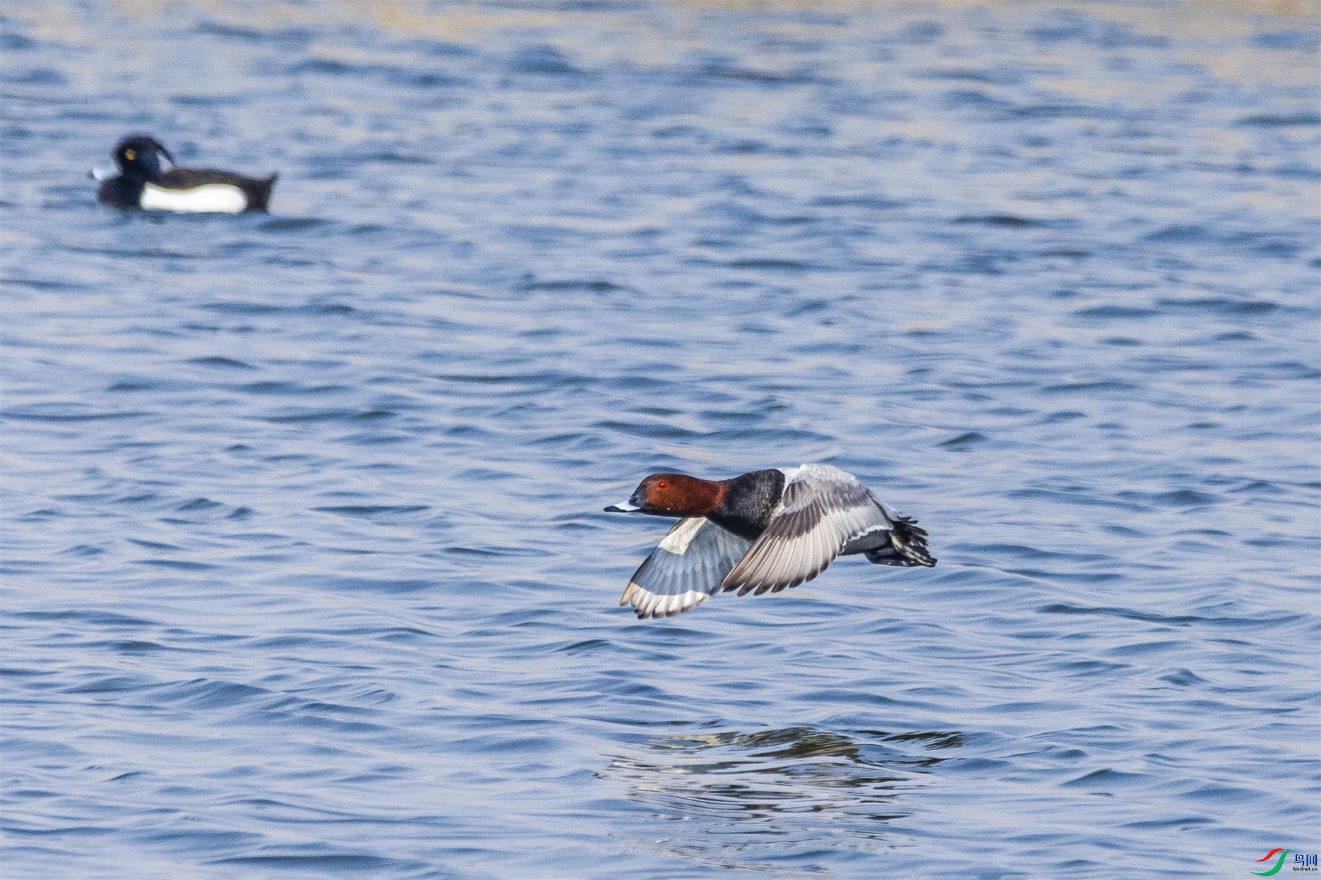 1K3A5421 ����1.jpg