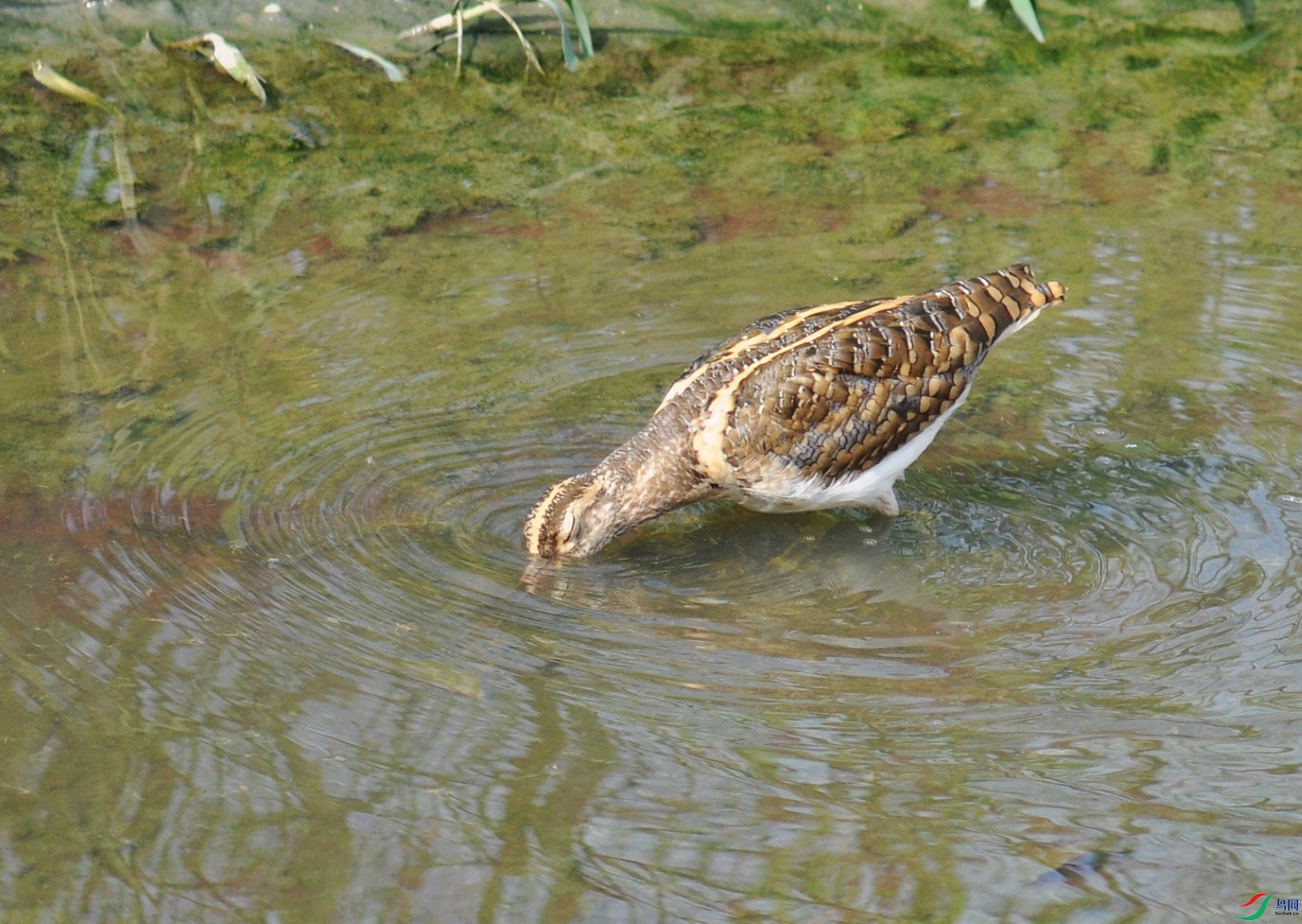 DSC_2387.jpg