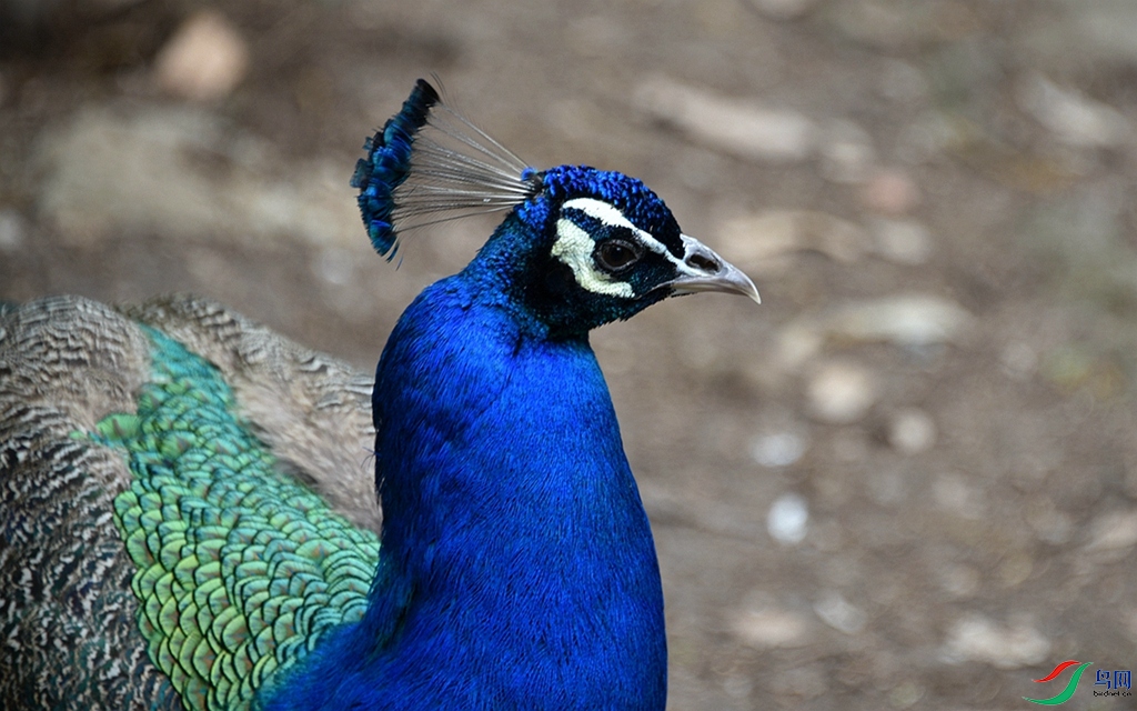 813 (66)_����.jpg