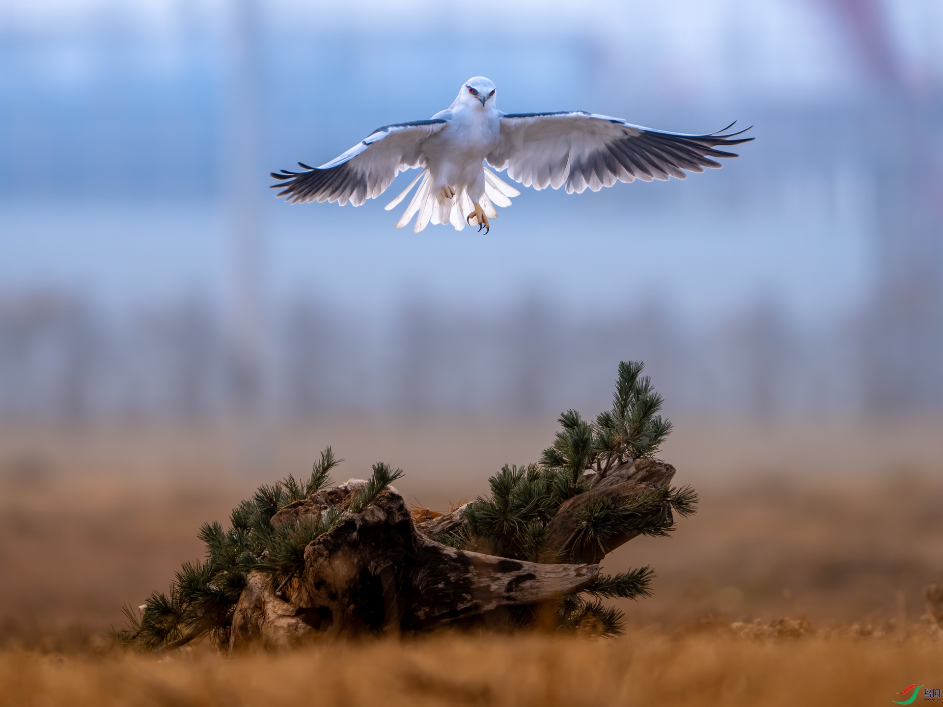 _DSC1617-Сͼ.jpg