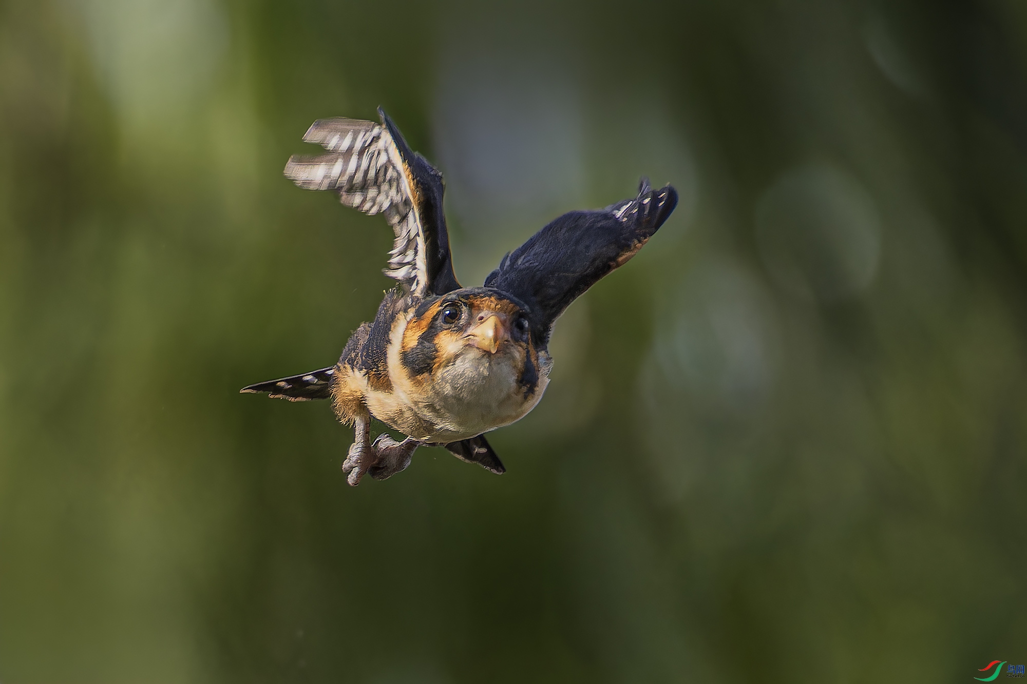 _97A9955-CR3 copy.jpg