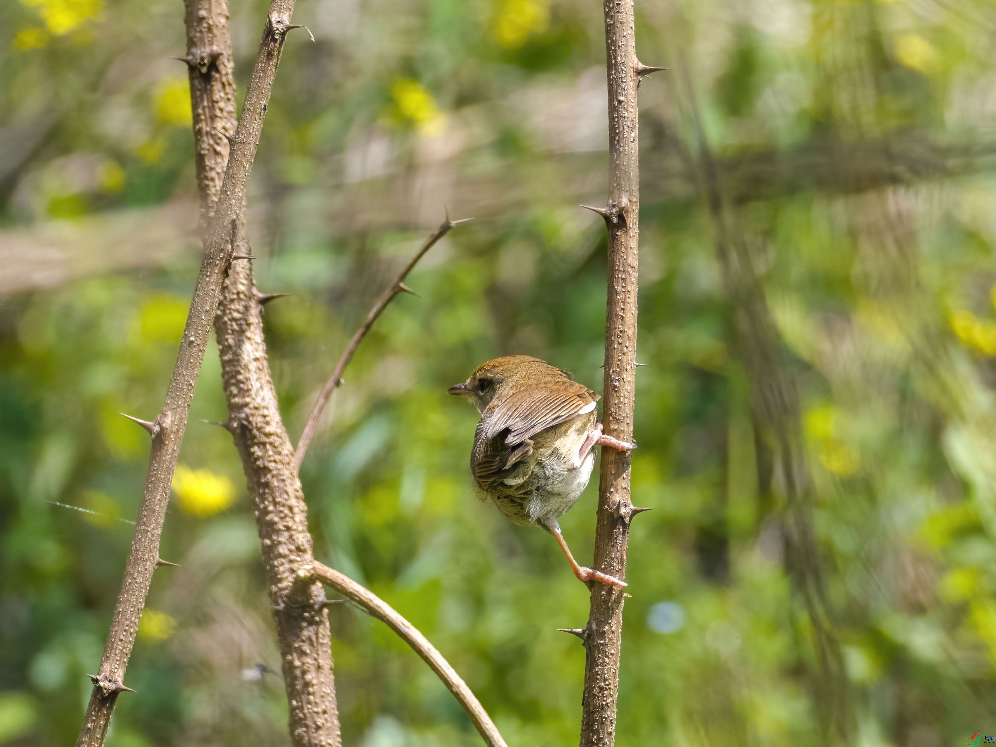 P4096210-DeNoiseAI-standard.jpg