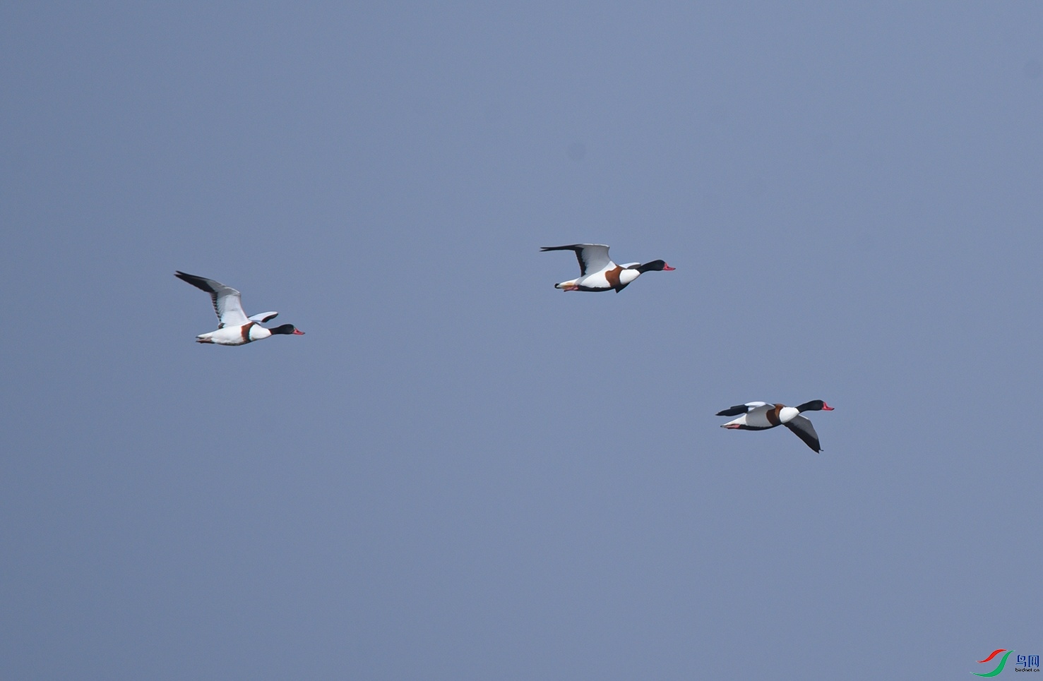 DSC_8113f.jpg