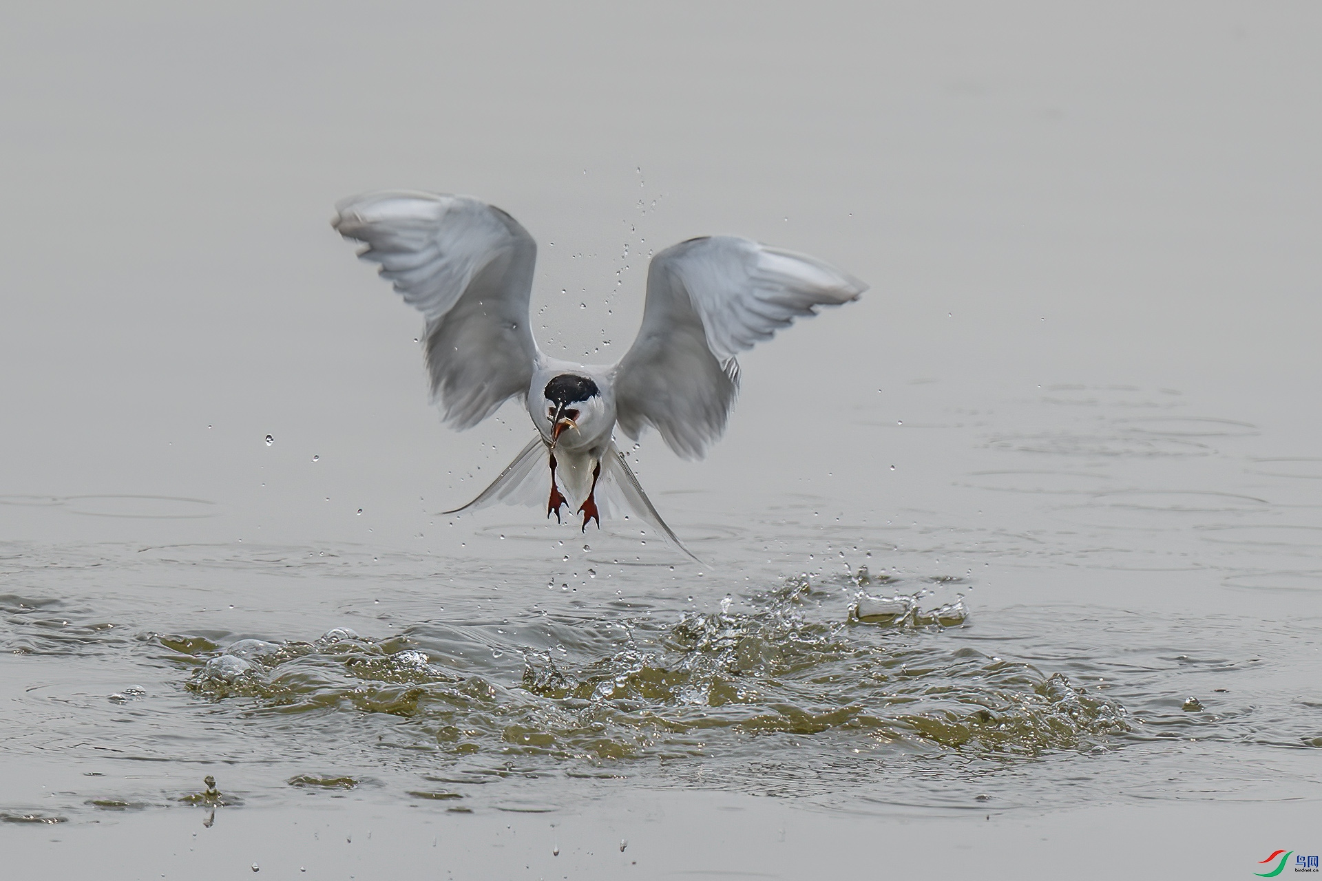 DSC_2978.jpg