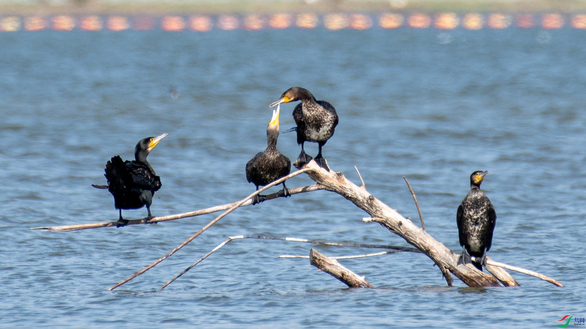 DSC_6465.jpg