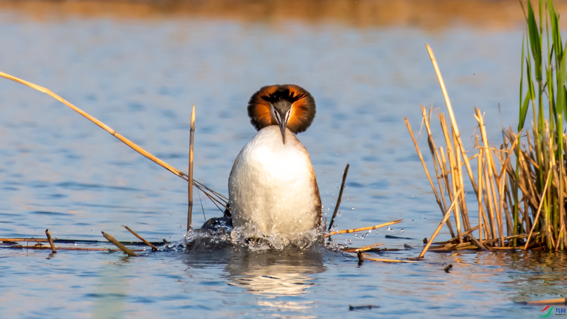DSC_6898.jpg