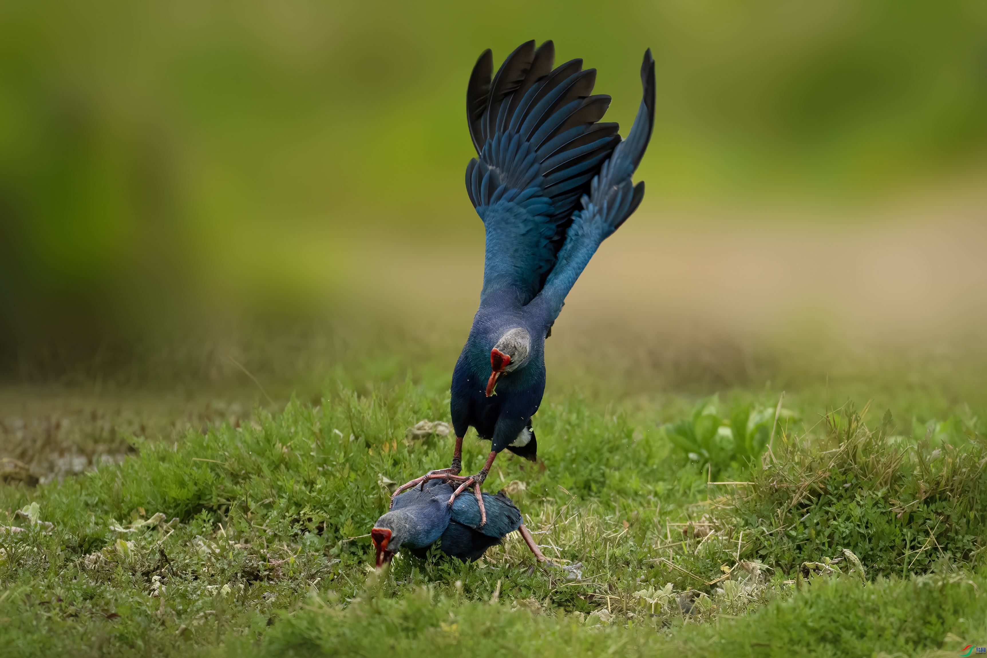 DSC02914 ����.jpg