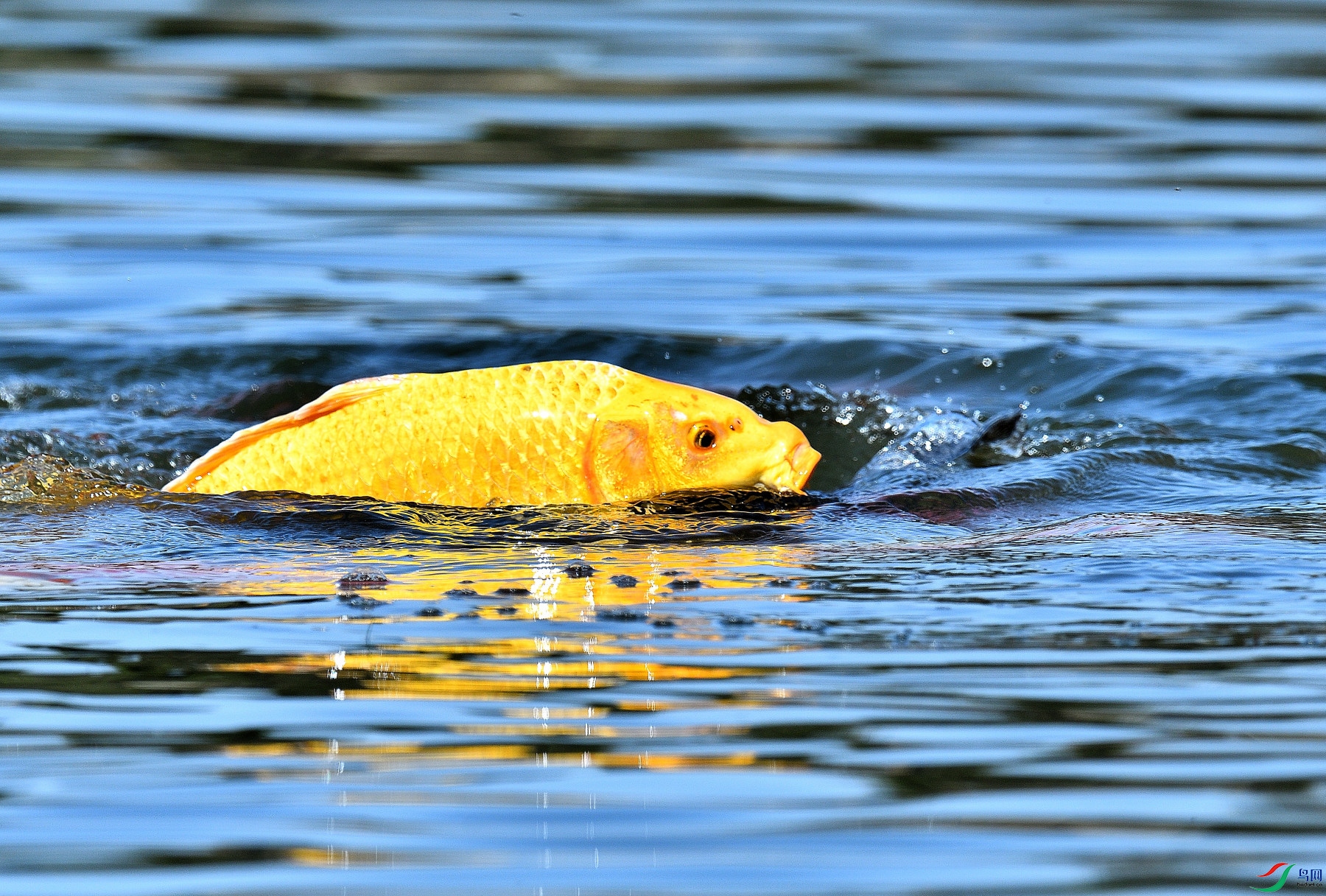 DSC_0190.JPG