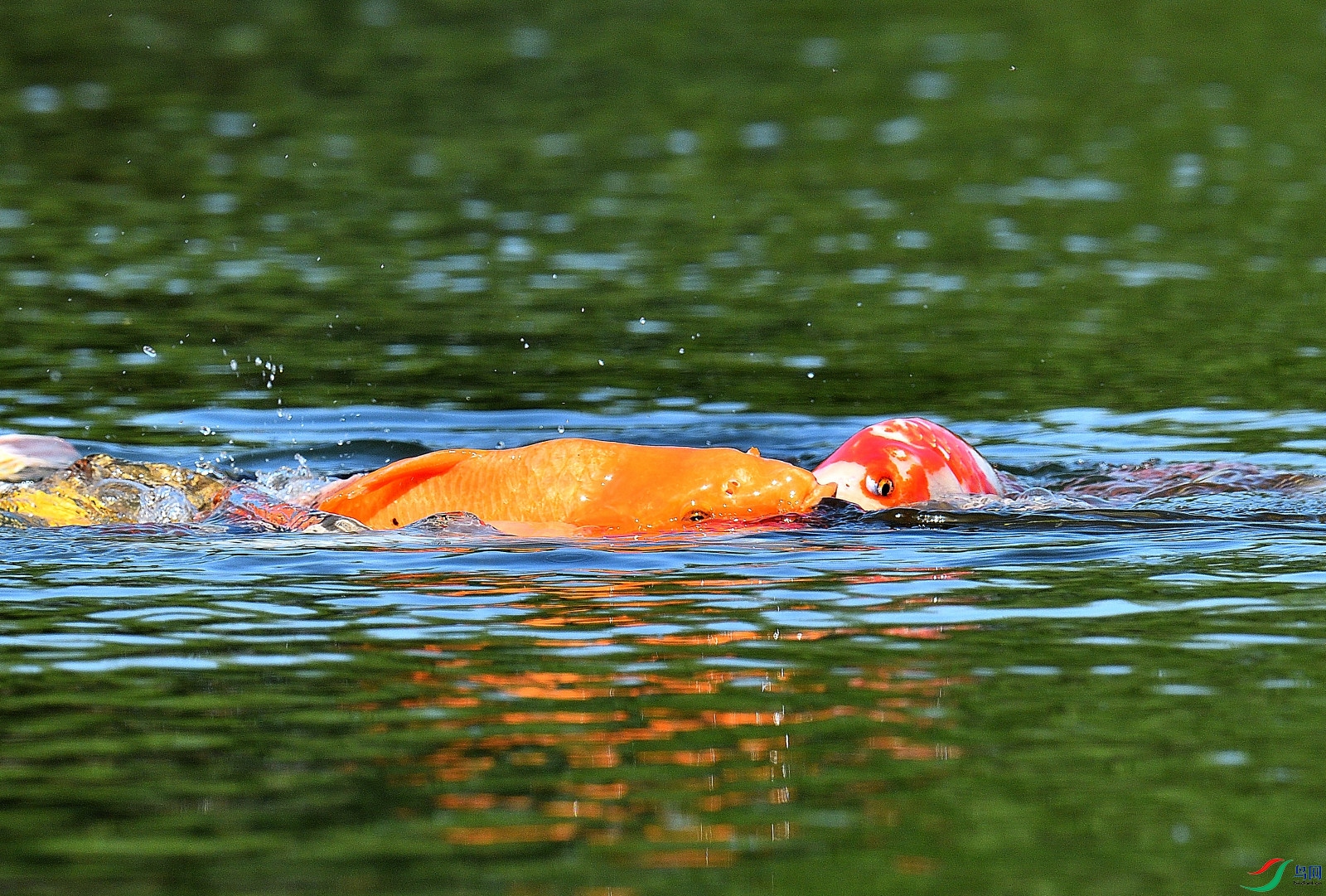 DSC_0007.JPG