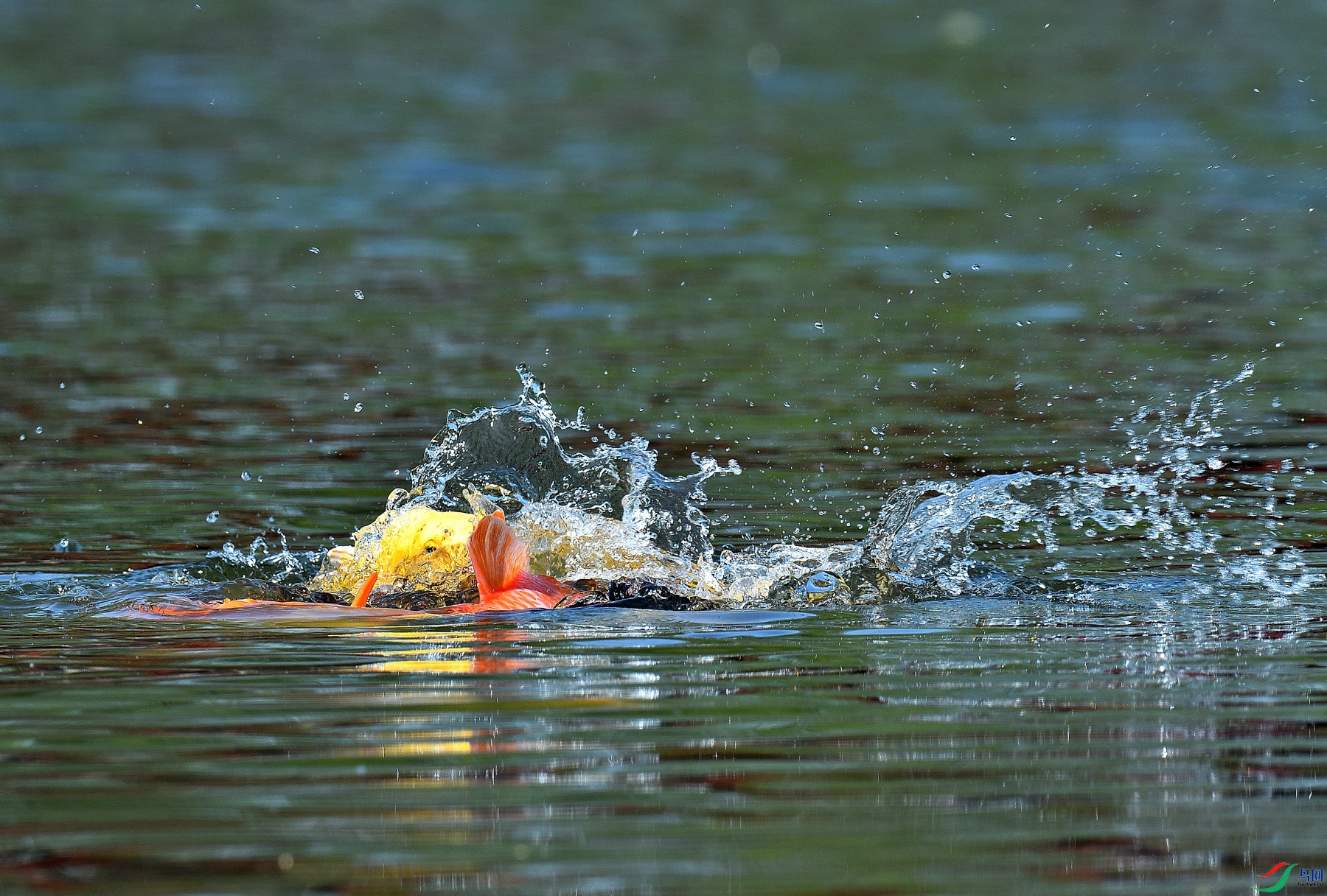 DSC_0068.JPG