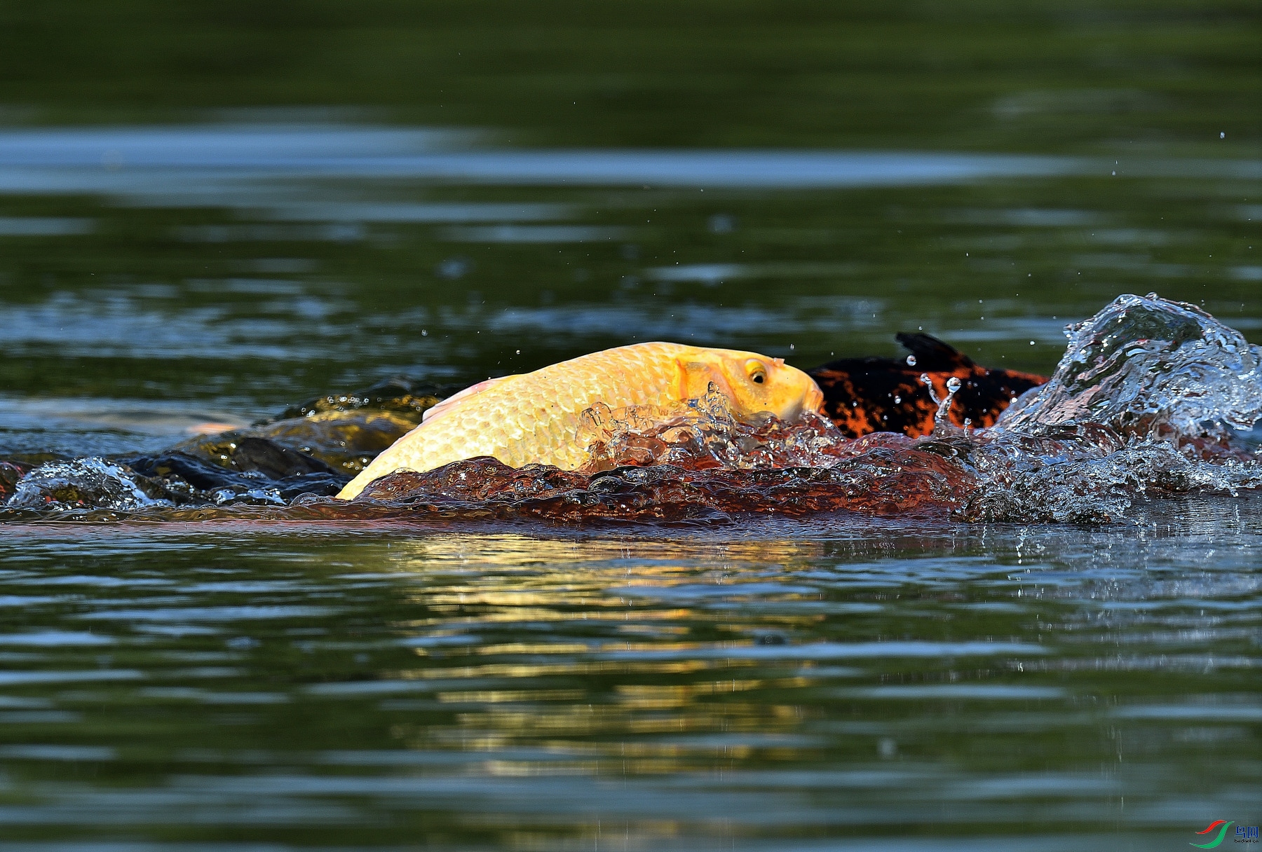 DSC_0153.JPG