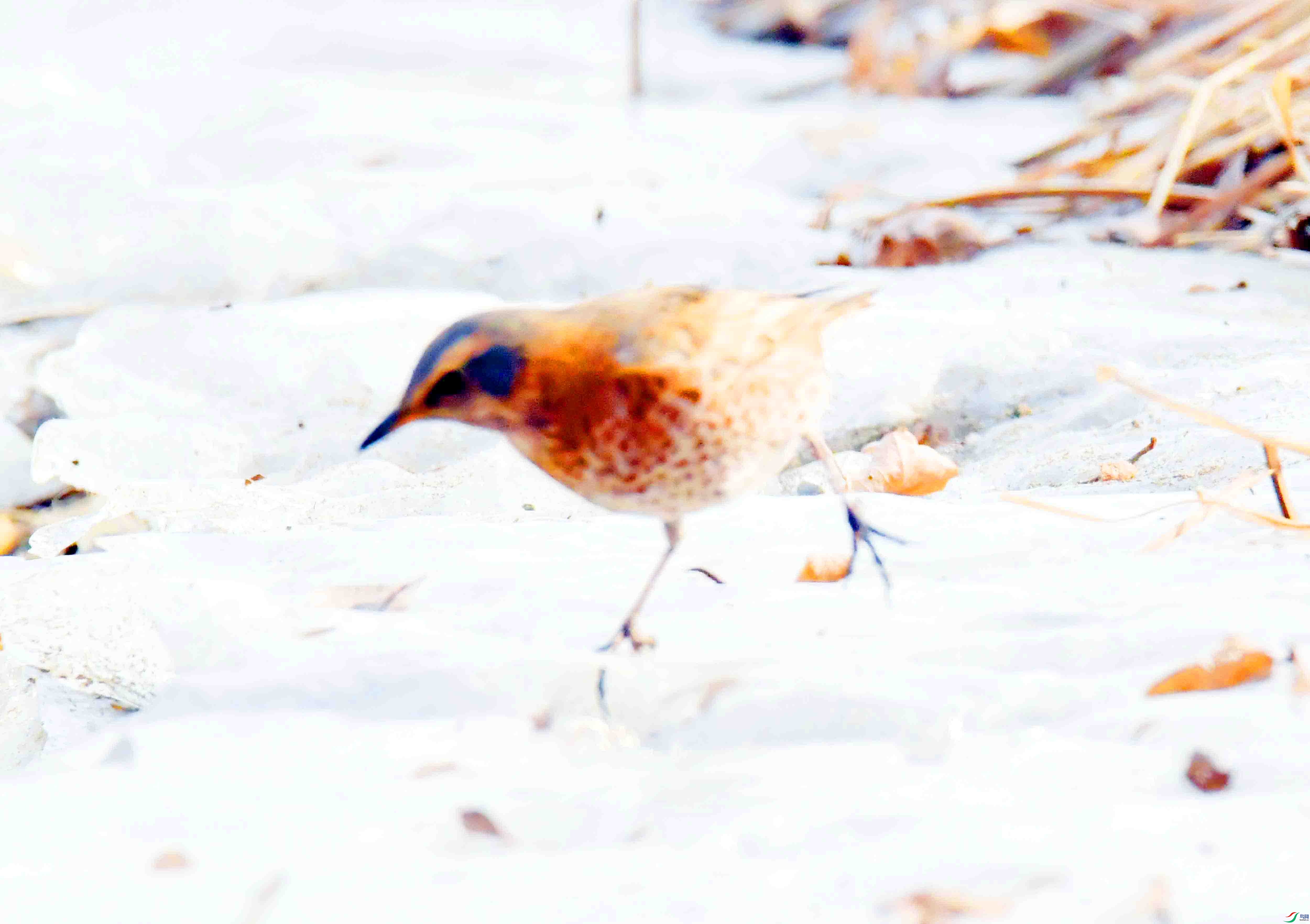 DSC_2803.JPG