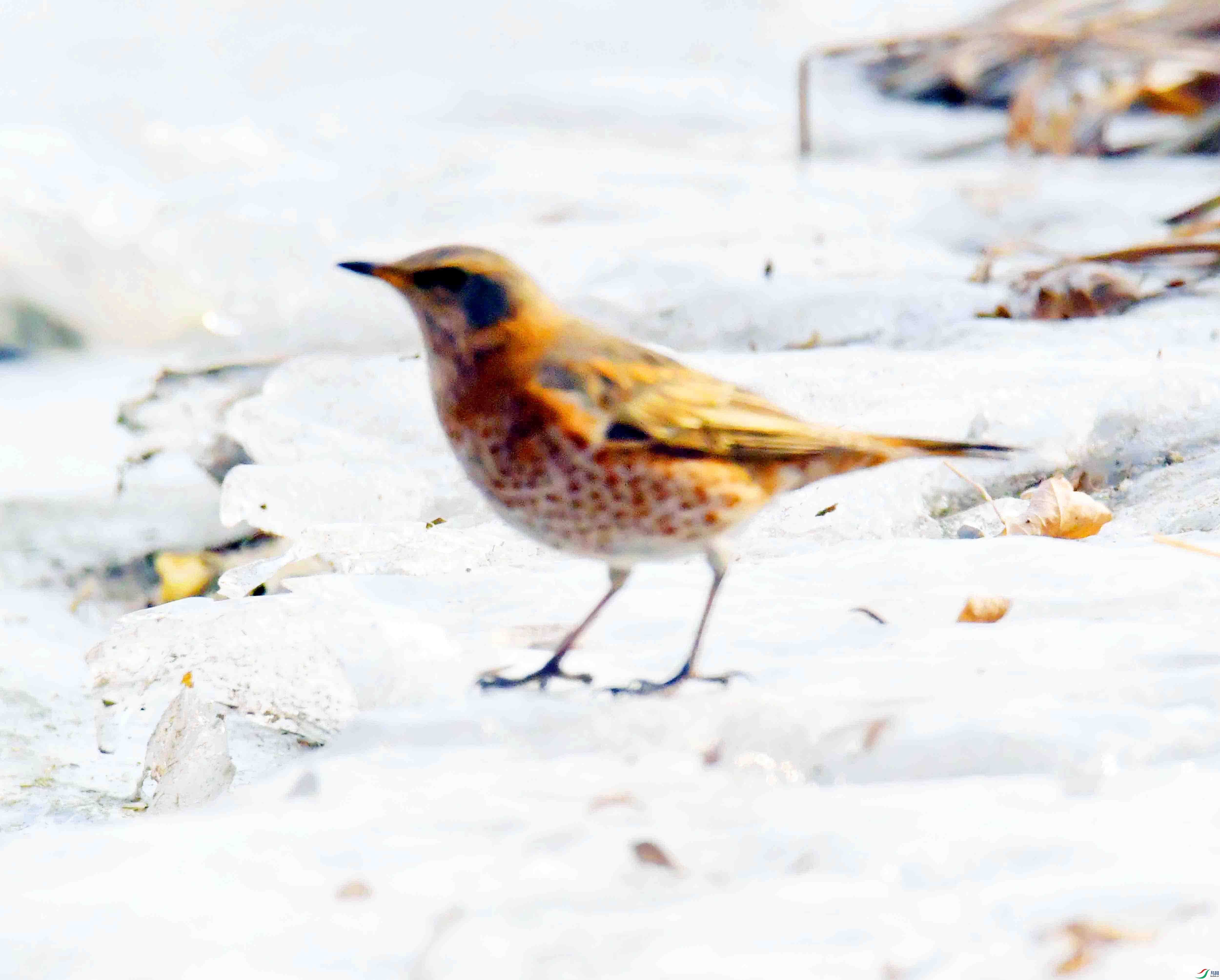 DSC_2804.JPG