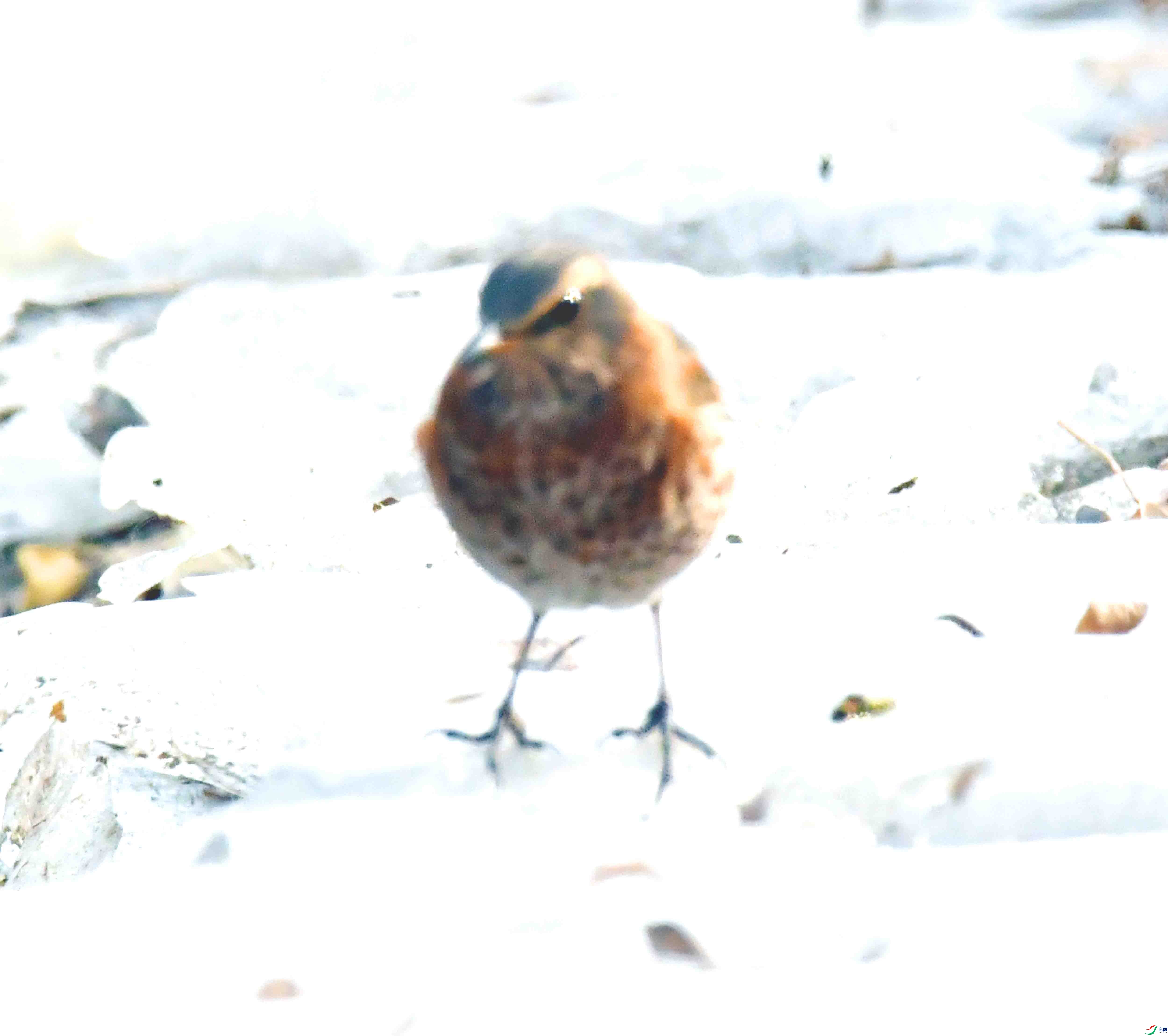 DSC_2816.JPG