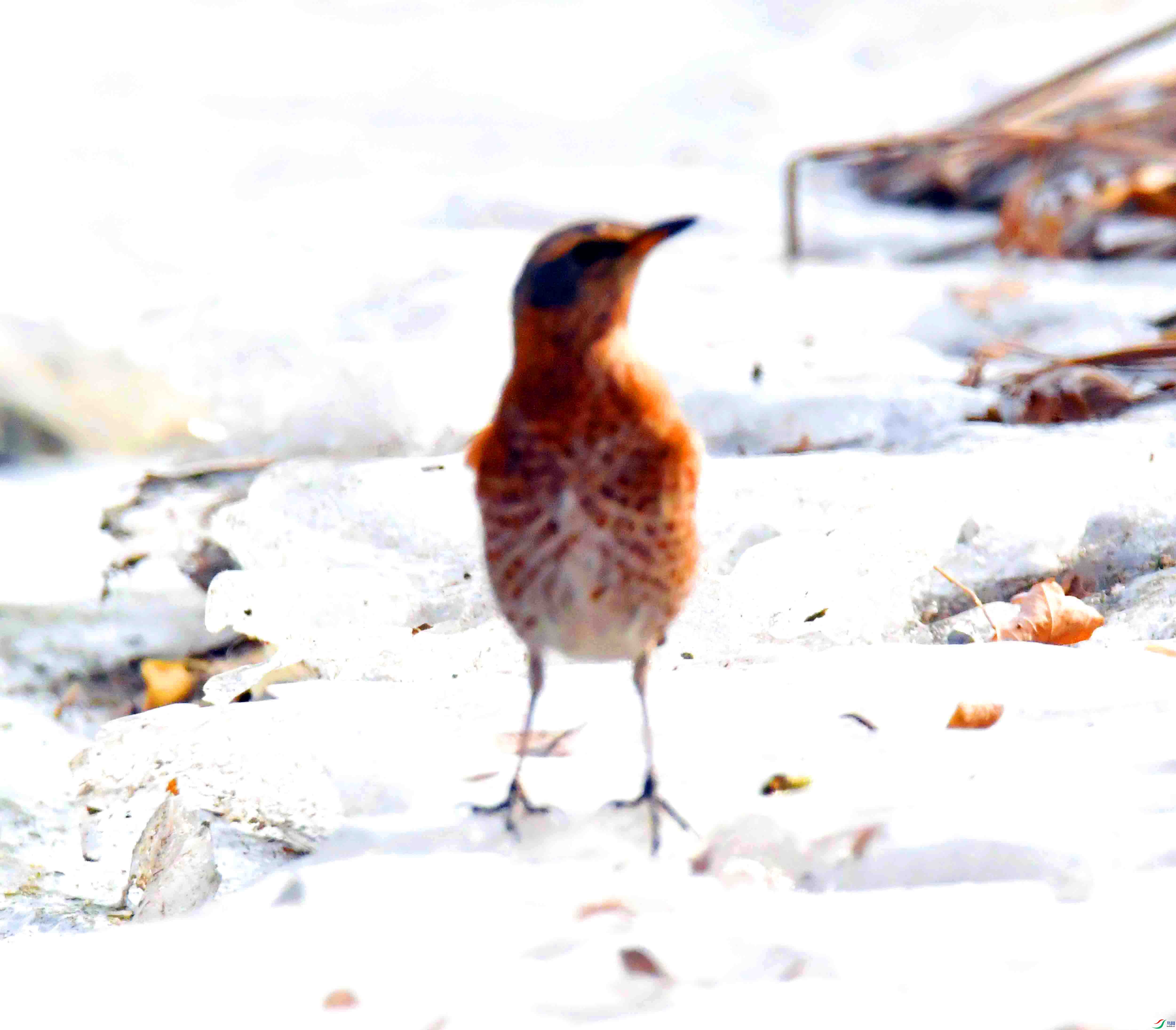 DSC_2814.JPG