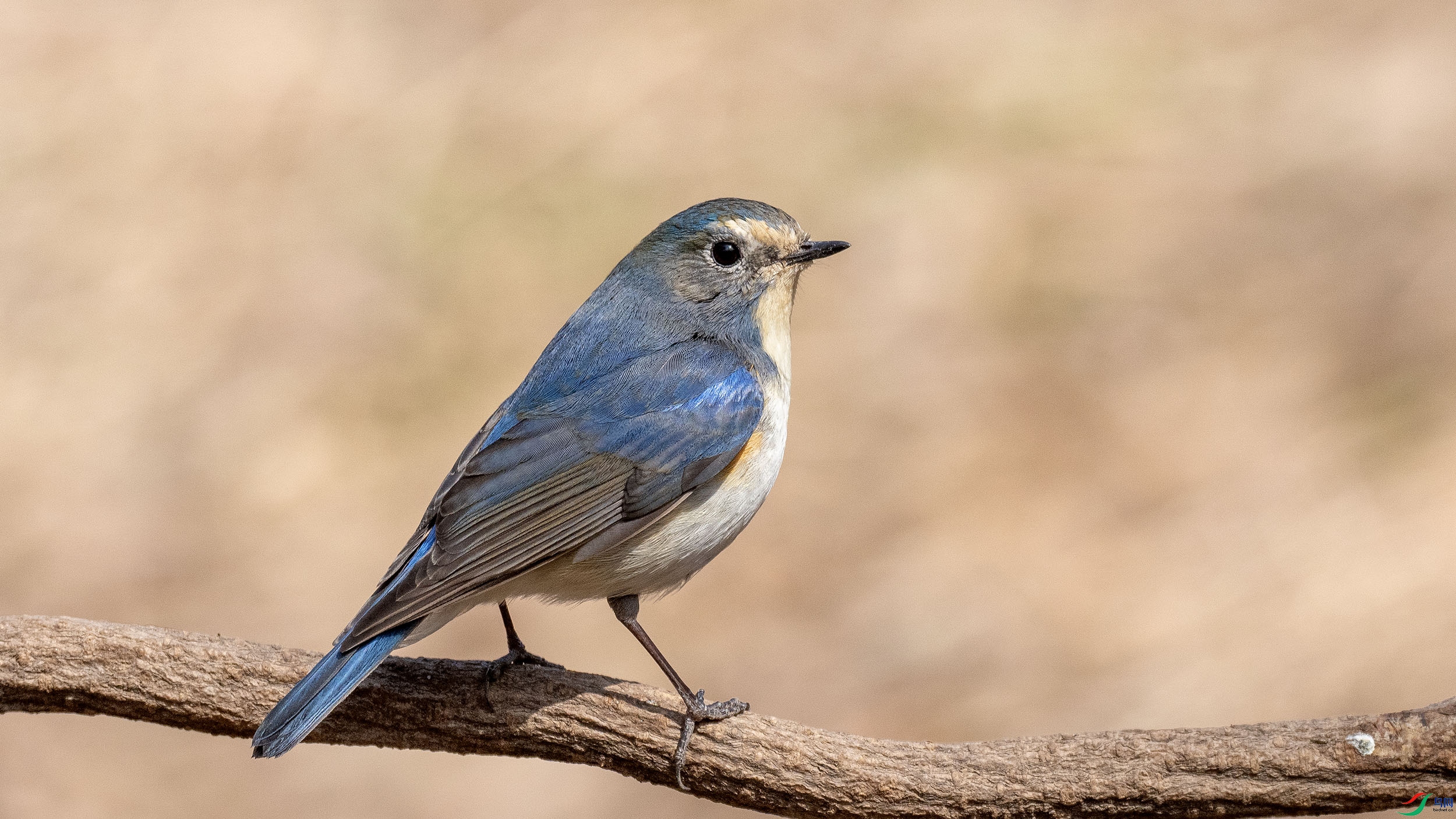 DSC03101 ����.jpg