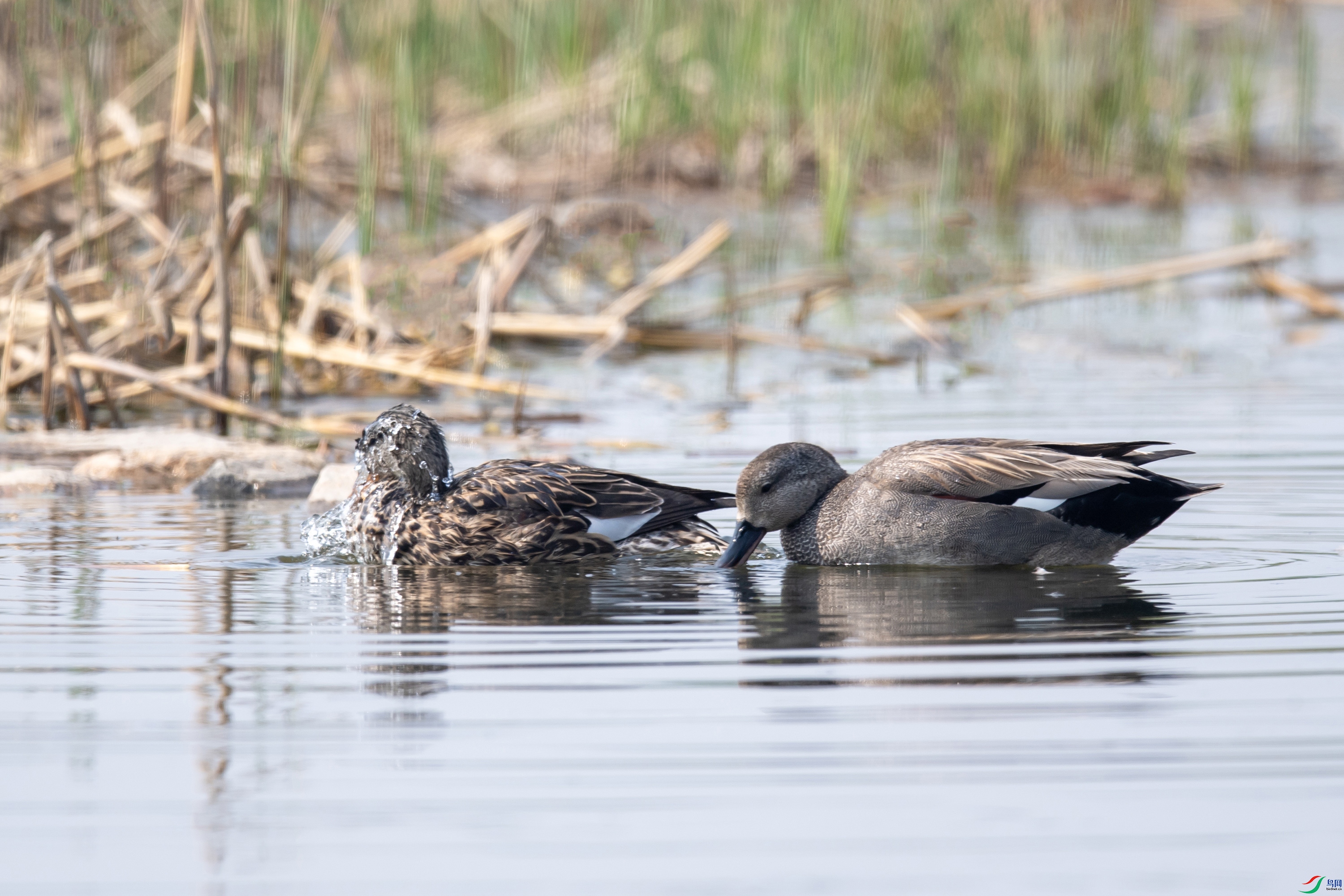 DSC_9548 ����.jpg