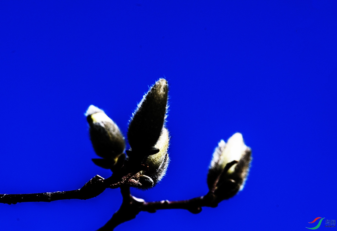 DSC_7453.jpg