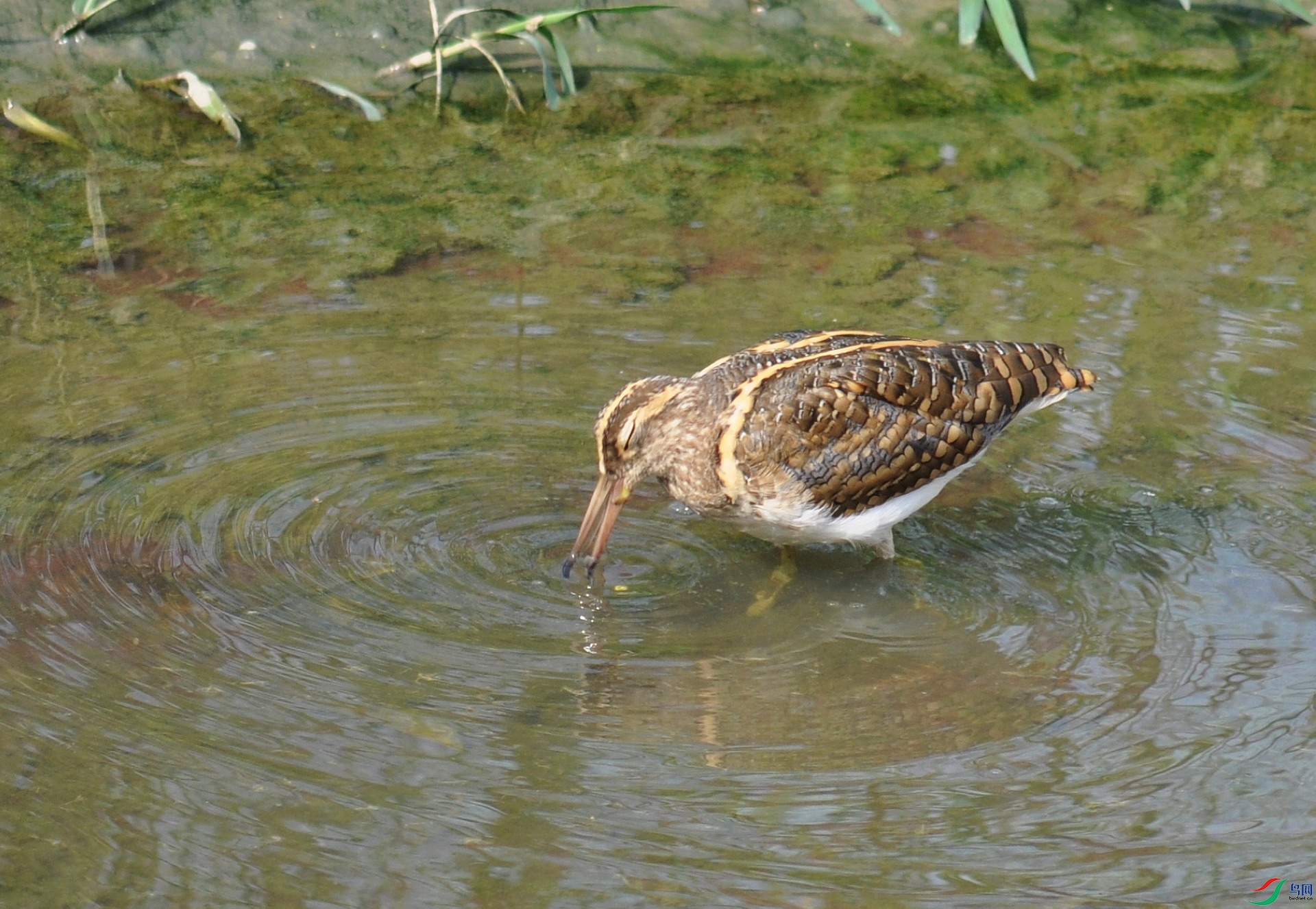 DSC_2389.jpg