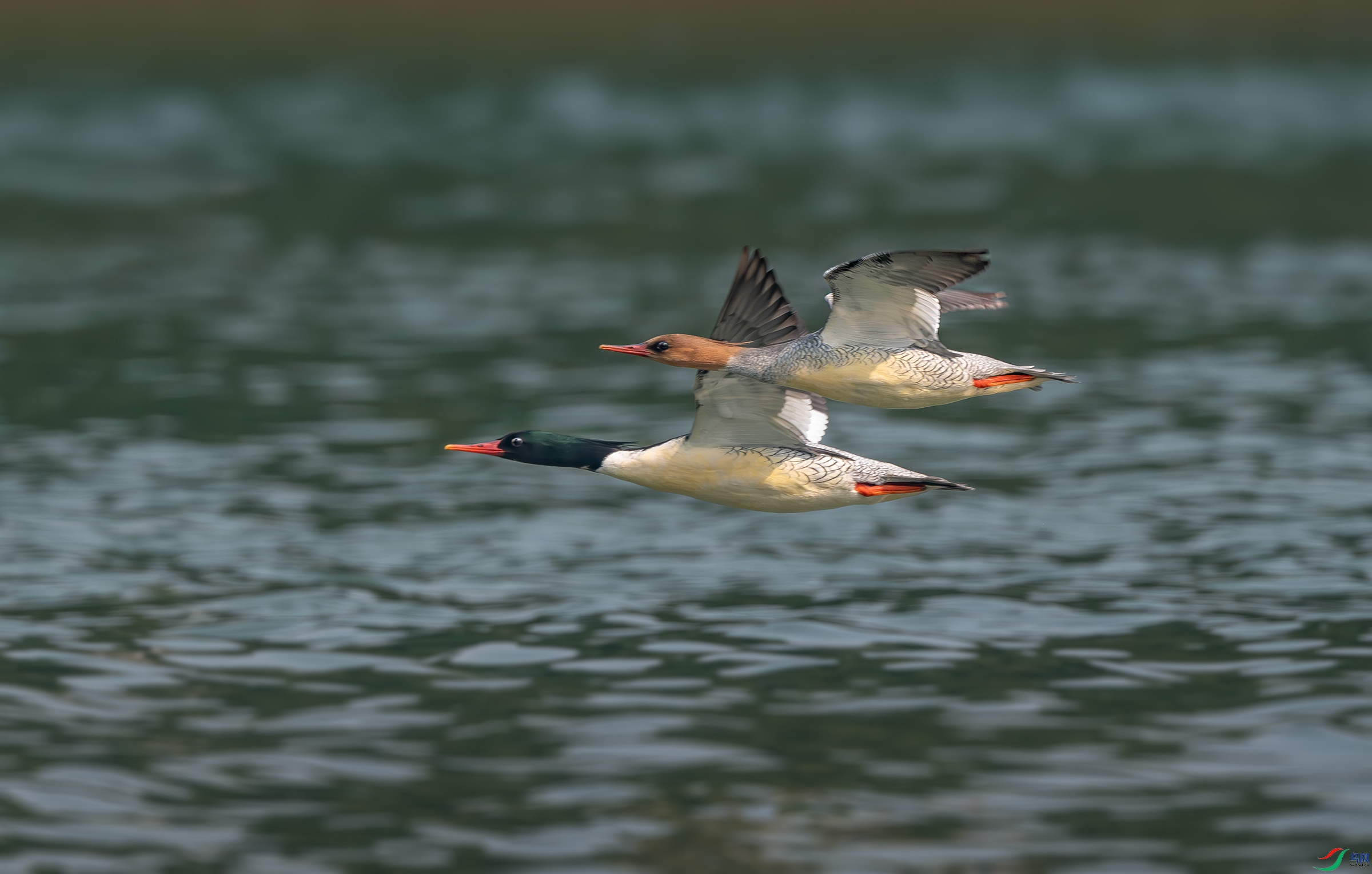 DSC_0145.jpg