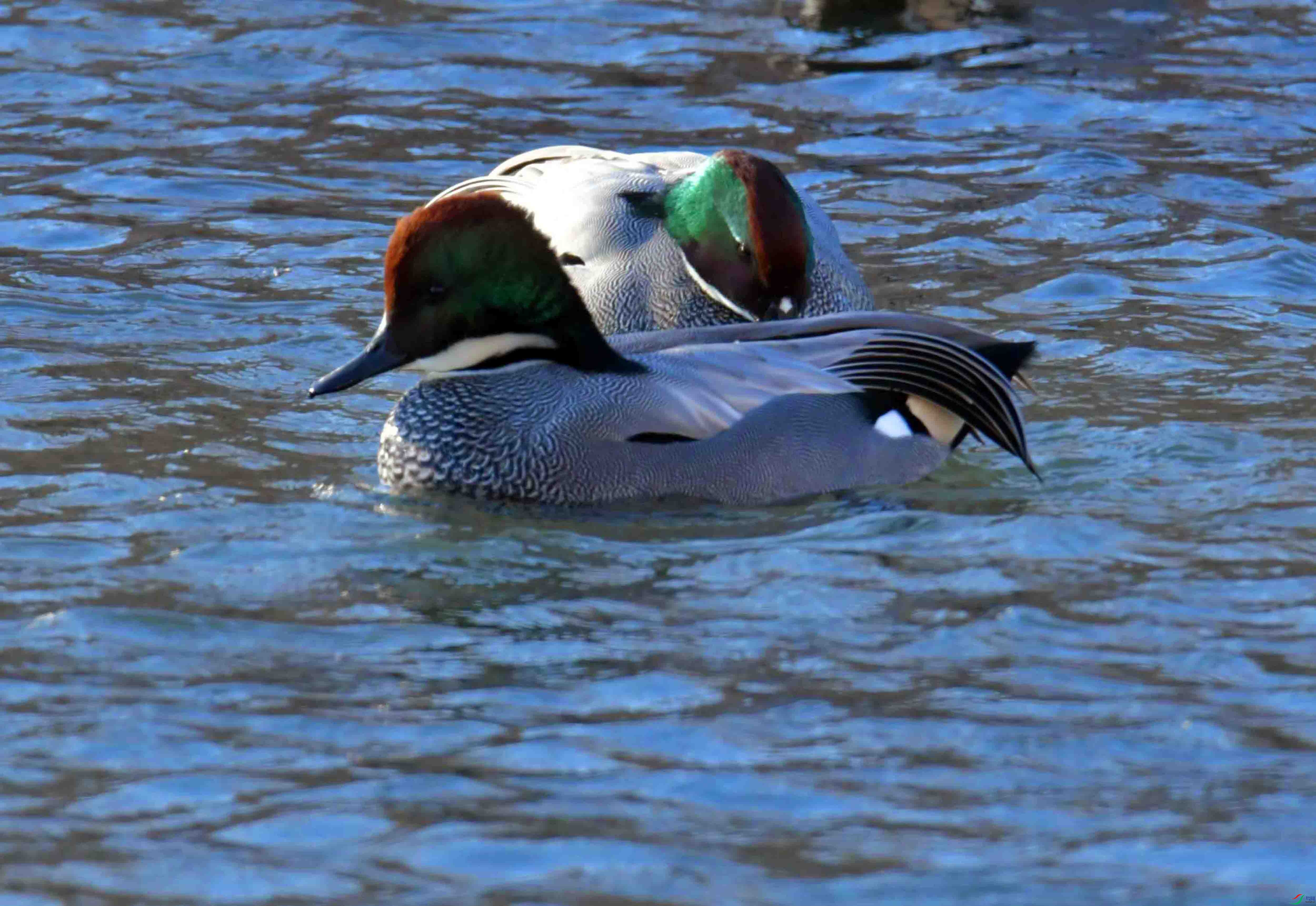 DSC_9597.JPG
