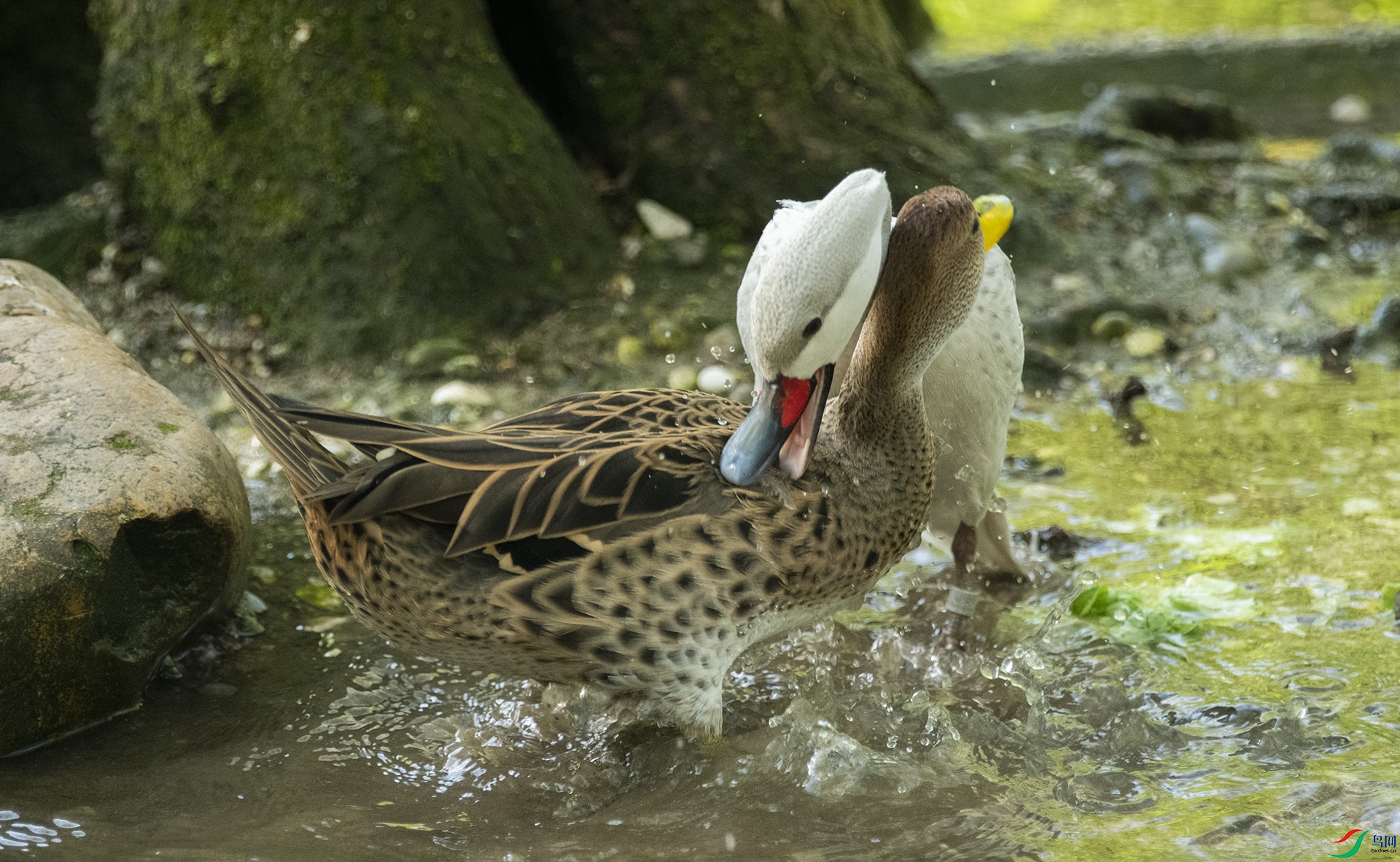 XQD_5229 ������βѼ�������βѼ.jpg