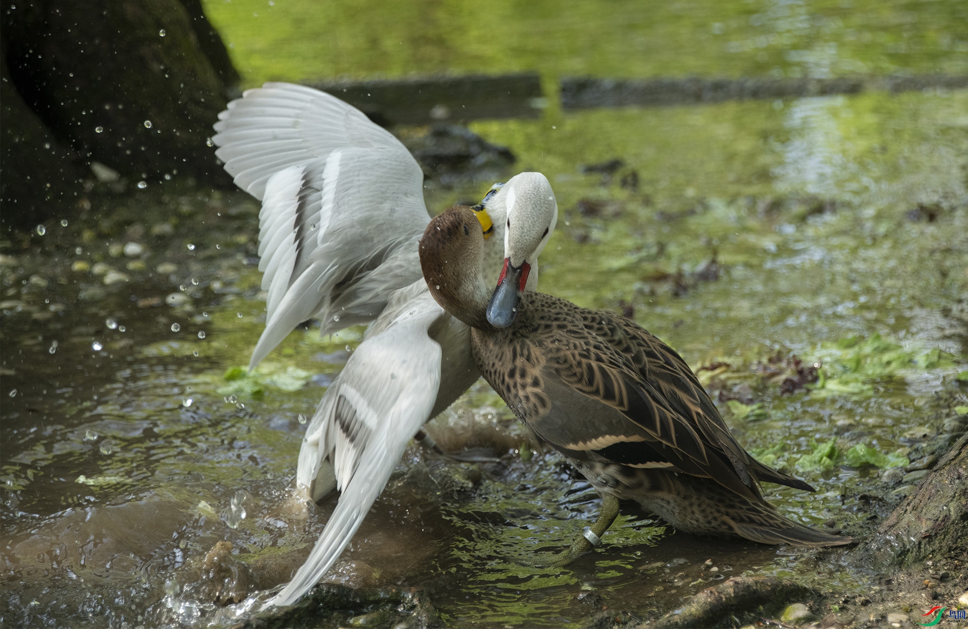 XQD_5251 ������βѼ�������βѼ.jpg