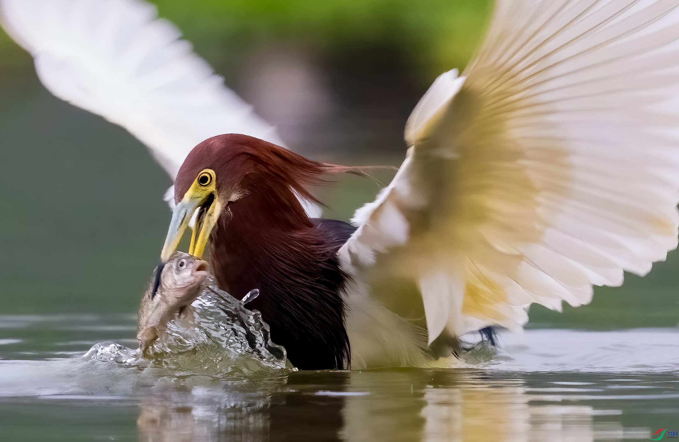 DSC_2531.jpg