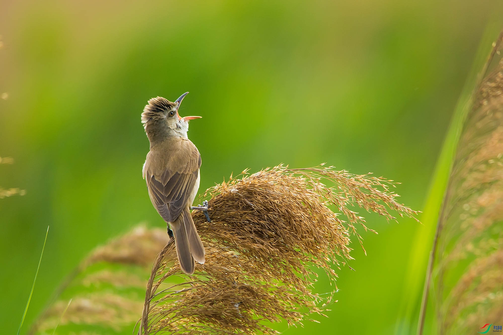 n-2017.06.11-DSC_3719.jpg