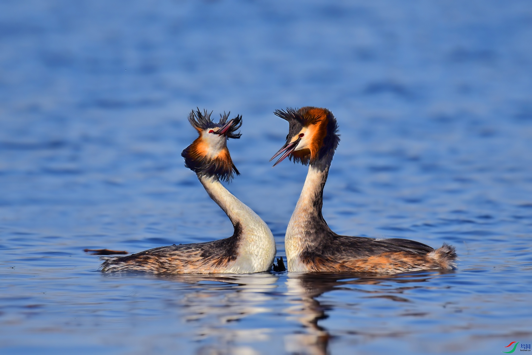 DSC_0308 ����.jpg